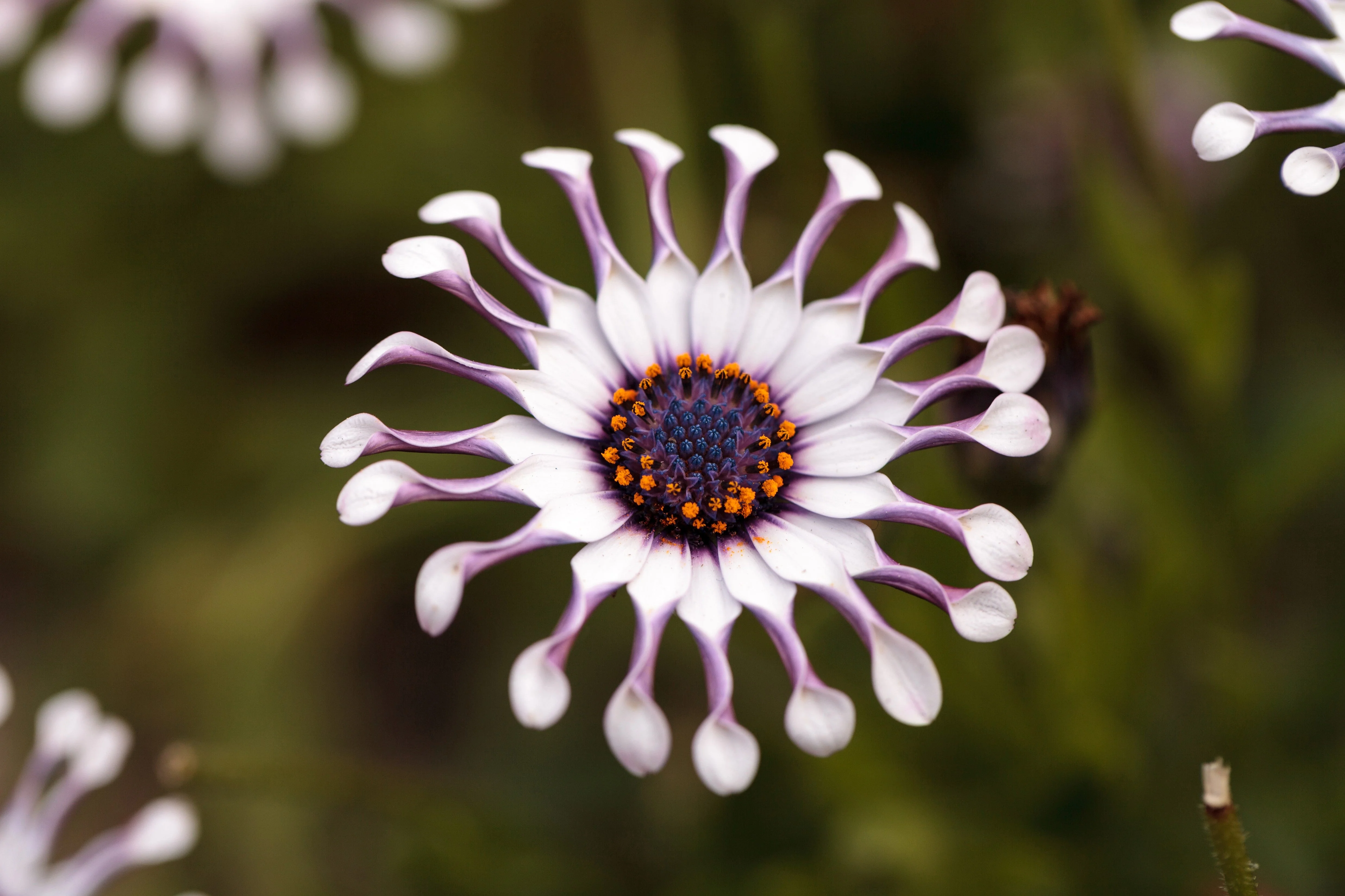 5 WHIRLIGIG OSTEOSPERMUM Fruticosum Pinwheel African Cape Daisy Flower Seeds - Image 6