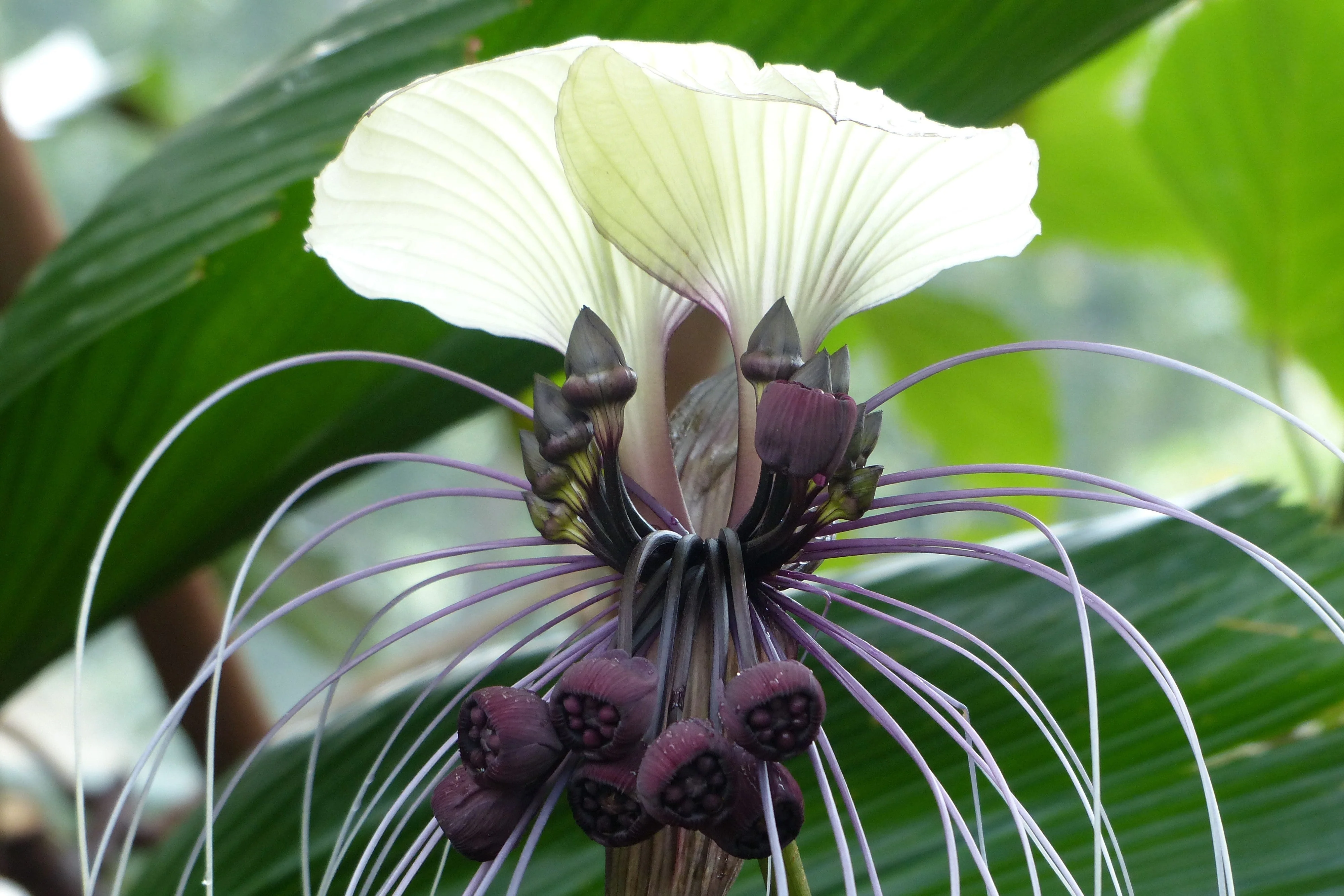 5 WHITE BAT FLOWER Tacca Integrifolia Nivea Bat Head Lily Flower Seeds - Image 8