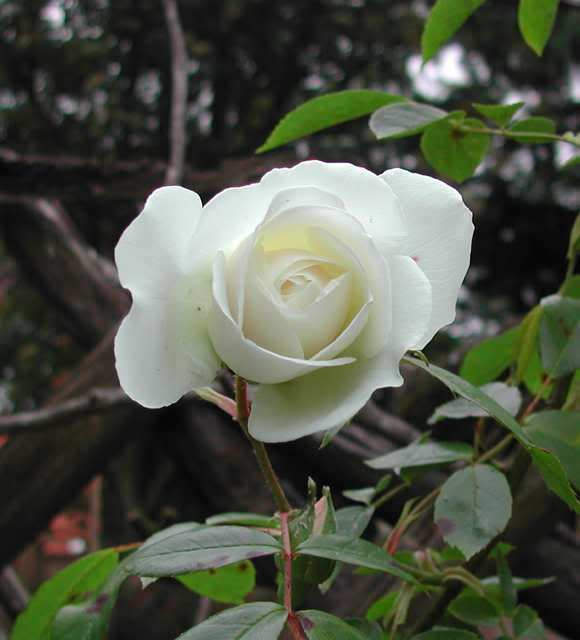 5 WHITE ROSE Rosa Bush Shrub Perennial Flower Seeds - Image 6