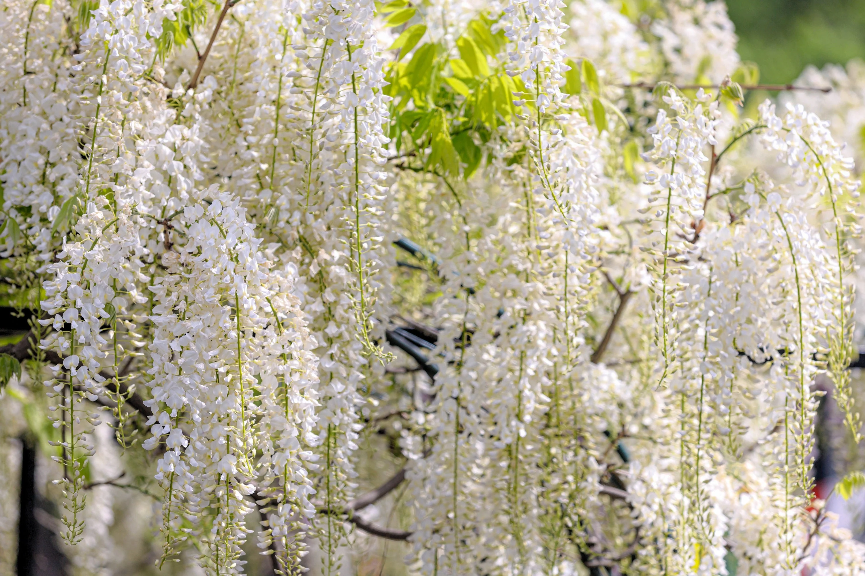 5 WHITE WISTERIA Floribunda Alba Ornamental Japanese Flower Vine Seeds