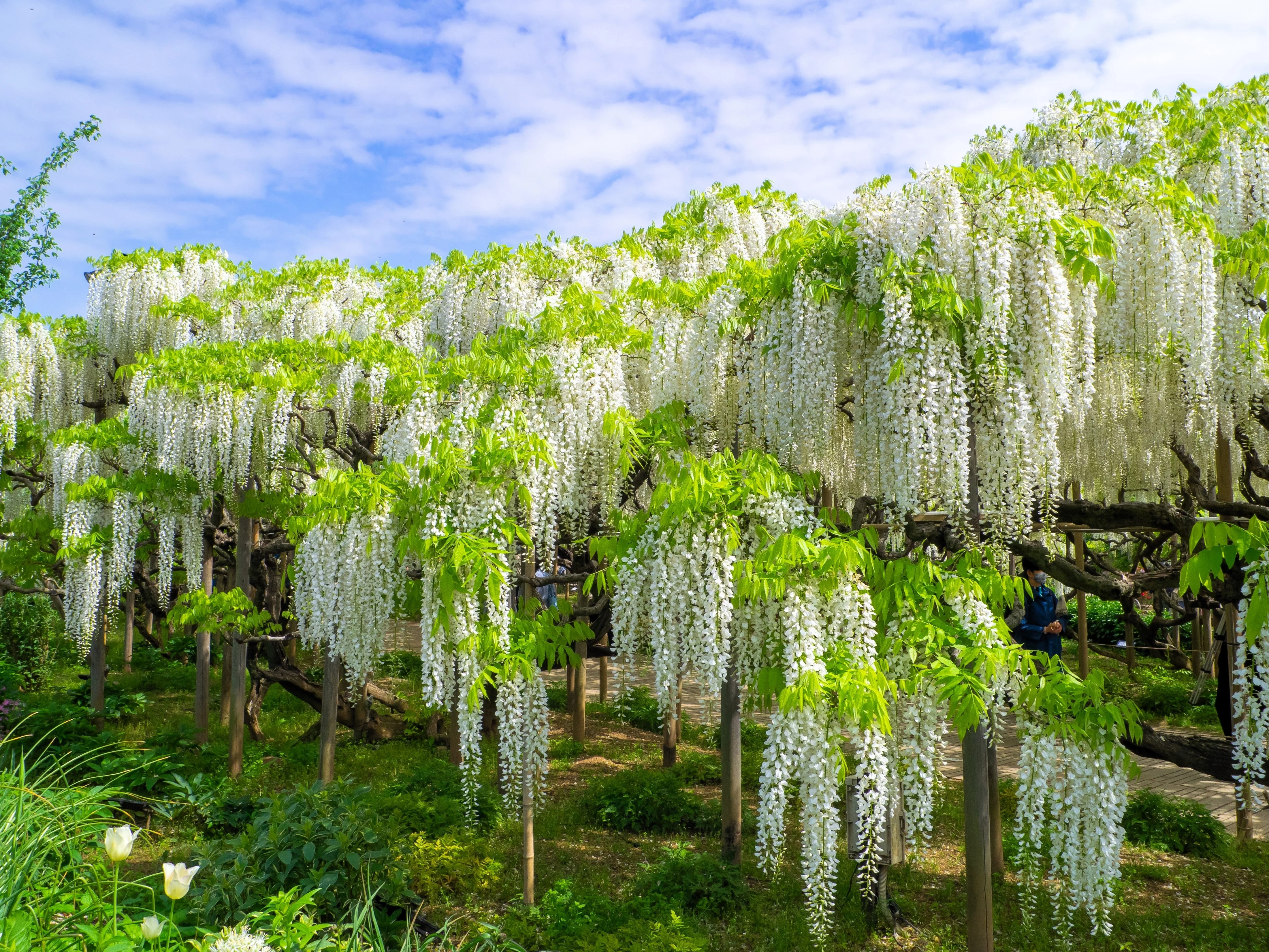 5 WHITE WISTERIA Floribunda Alba Ornamental Japanese Flower Vine Seeds - Image 5