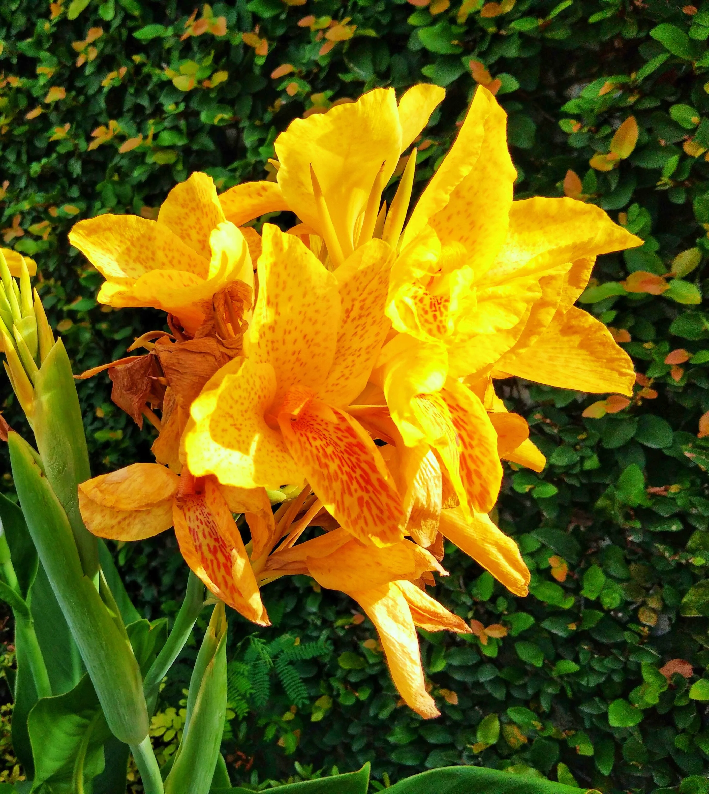 5 YELLOW CANNA LILY Indian Shot Canna Indica Flower Seeds - Image 4