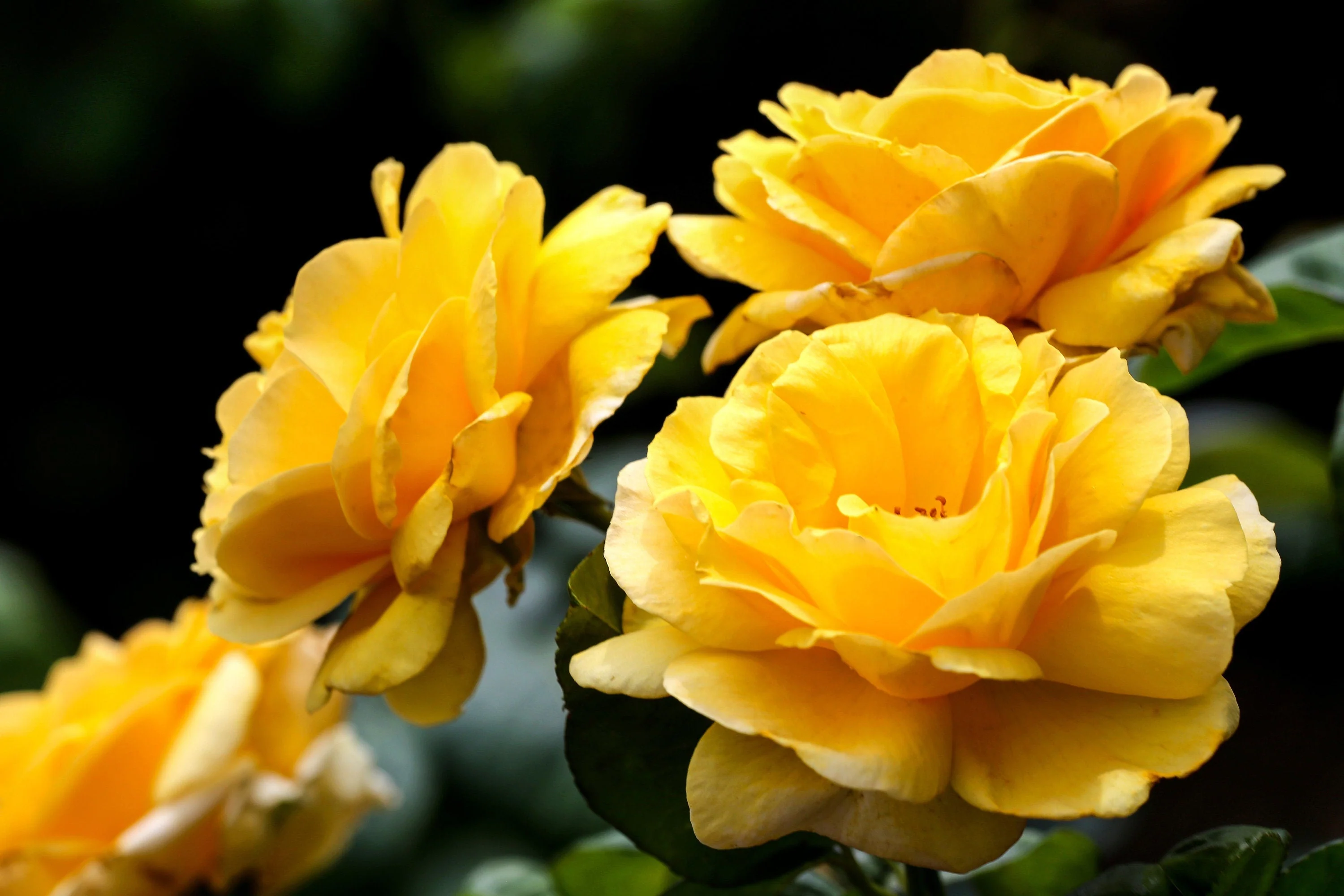 5 YELLOW CLIMBING ROSE Rosa Bush Vine Climber Fragrant Butterfly Flower Seeds - Image 3