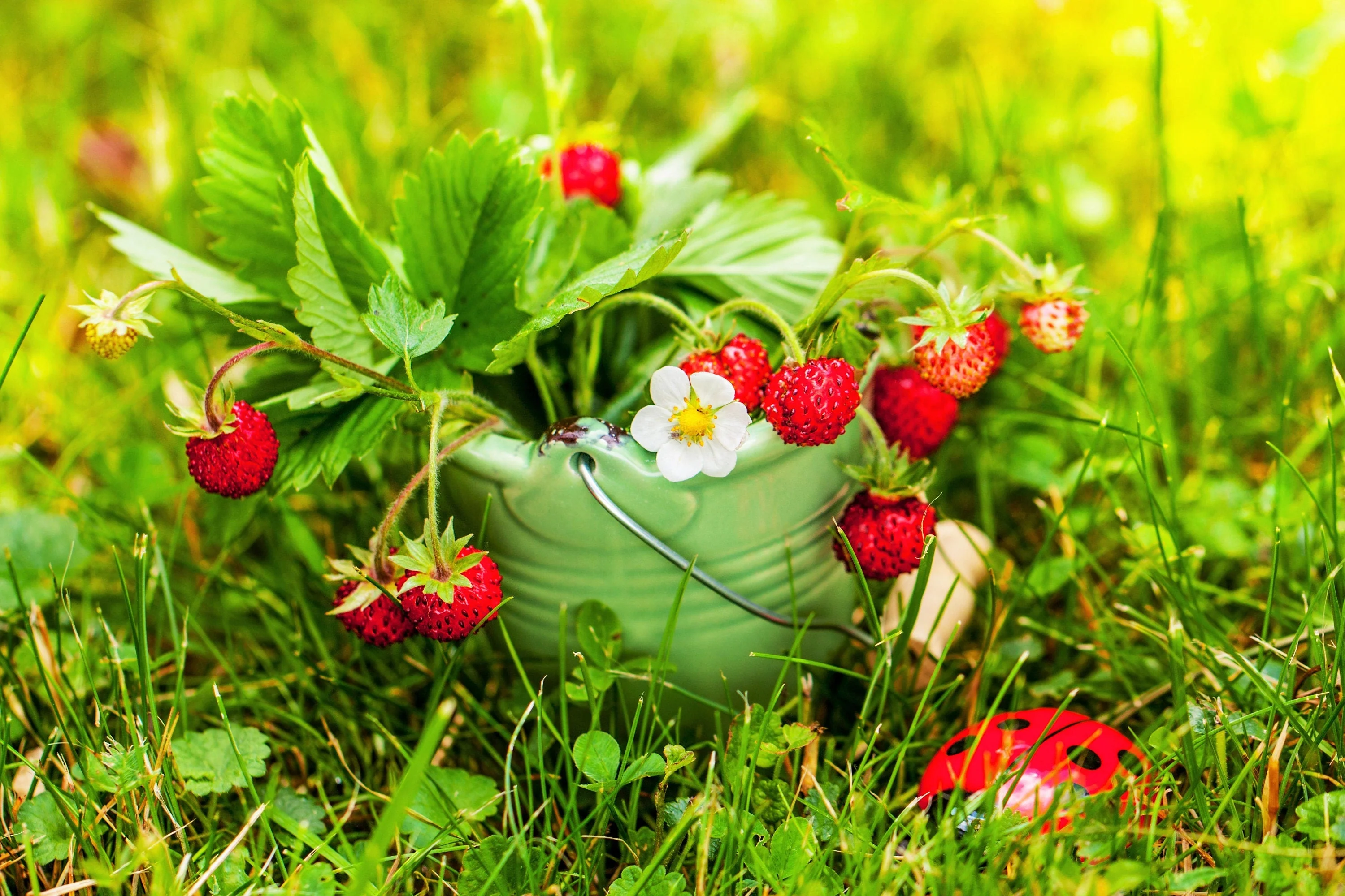 50 ALEXANDRIA STRAWBERRY Everbearing Alpine Fragaria Vesca Red Berry Fruit White Flower Seeds - Image 2