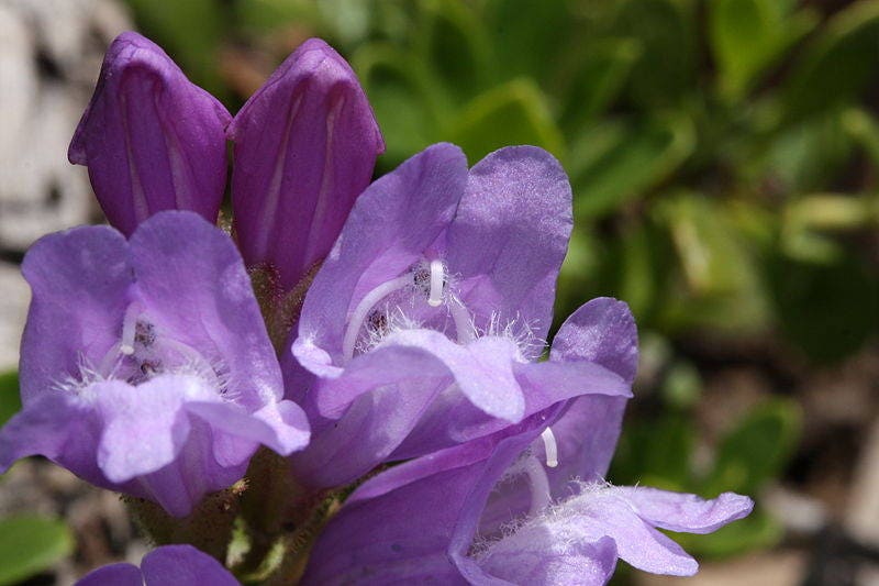 50 ALPINE PENSTEMON Davidsonii Davidson's Beardtongue Purple Flower Seeds - Image 4
