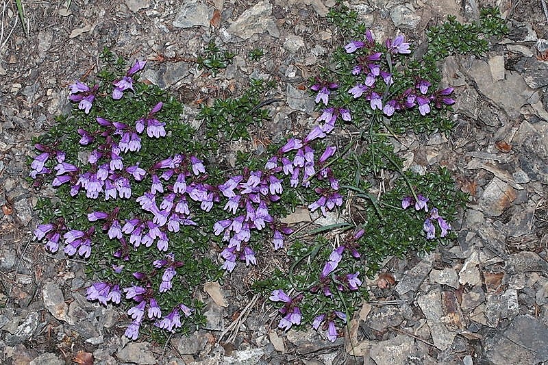 50 ALPINE PENSTEMON Davidsonii Davidson's Beardtongue Purple Flower Seeds - Image 9