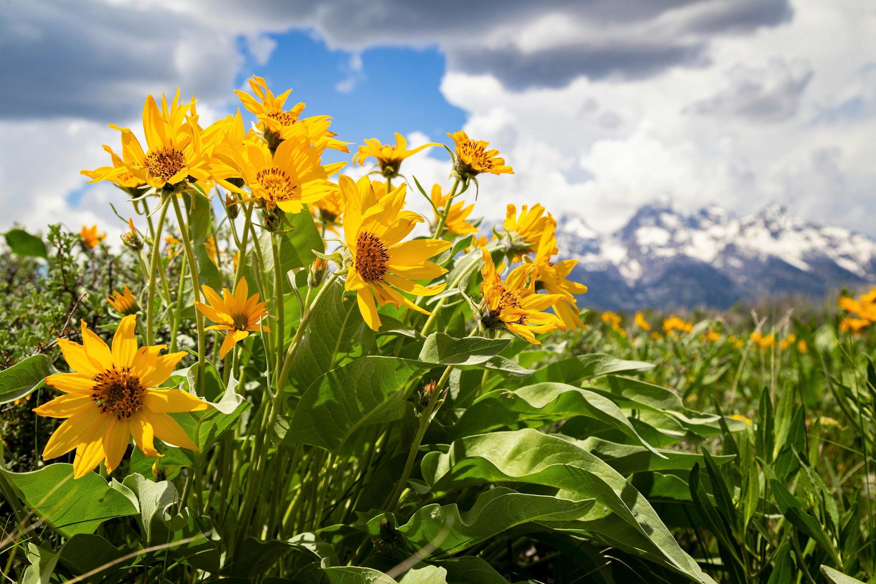 50 ARROWLEAF BALSAMROOT Oregon Sunflower Balsamorhiza Sagittata Native Huge Fragrant Flower Seeds - Image 7