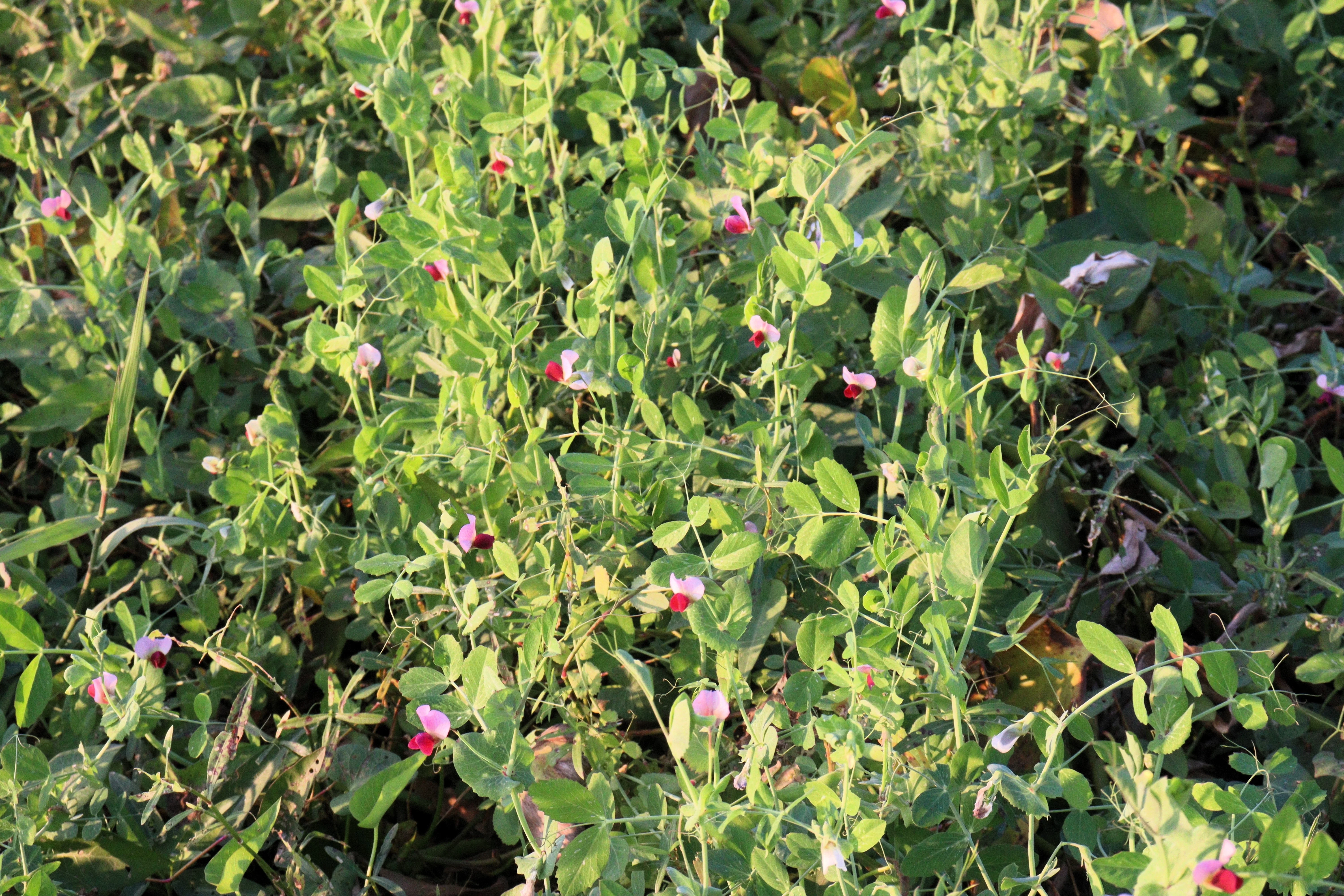 50 AUSTRIAN WINTER PEA Caley Flower Pisum Sativum Ground Cover Crop Legume Seeds - Image 5