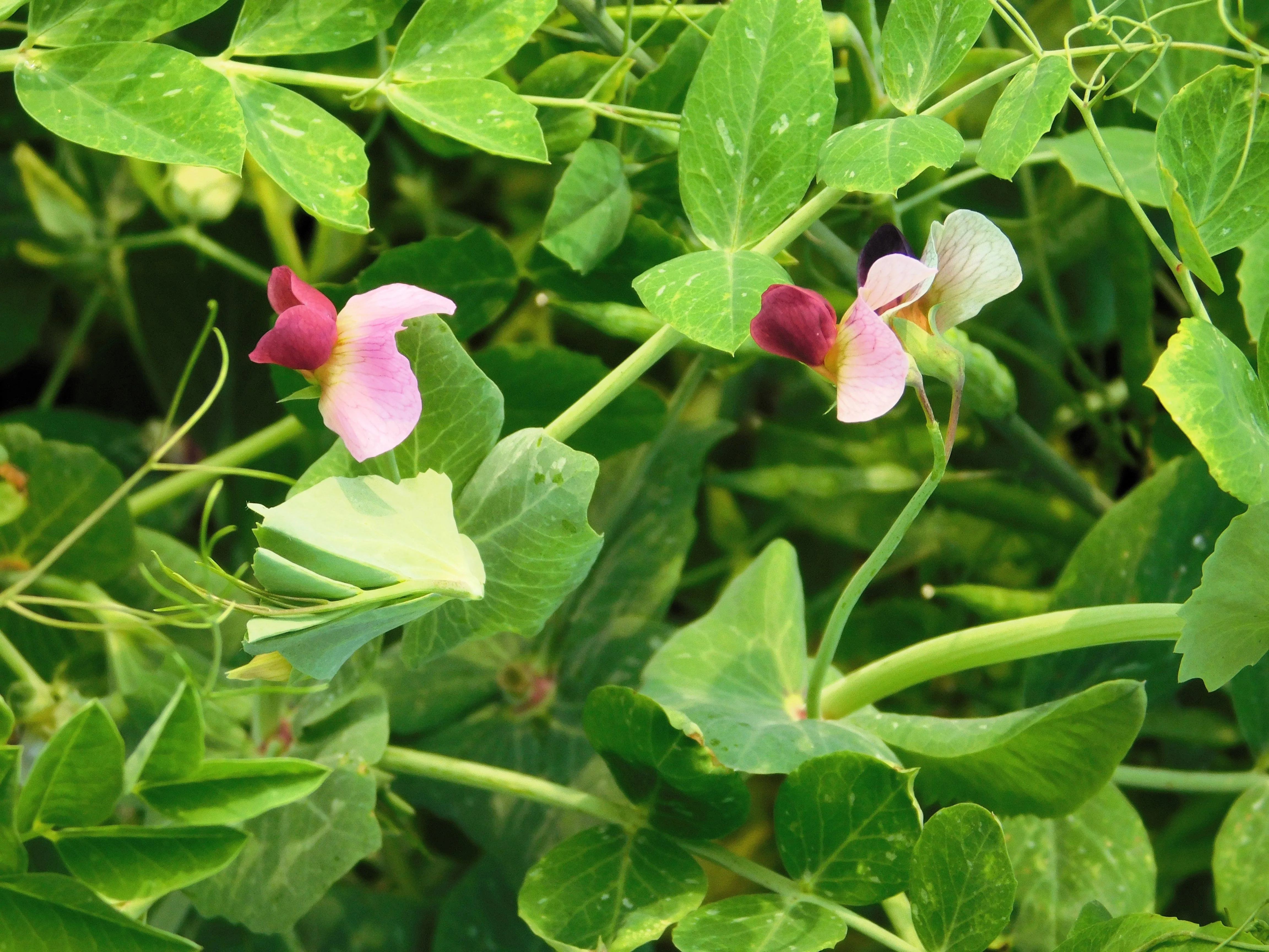 50 AUSTRIAN WINTER PEA Caley Flower Pisum Sativum Ground Cover Crop Legume Seeds - Image 7