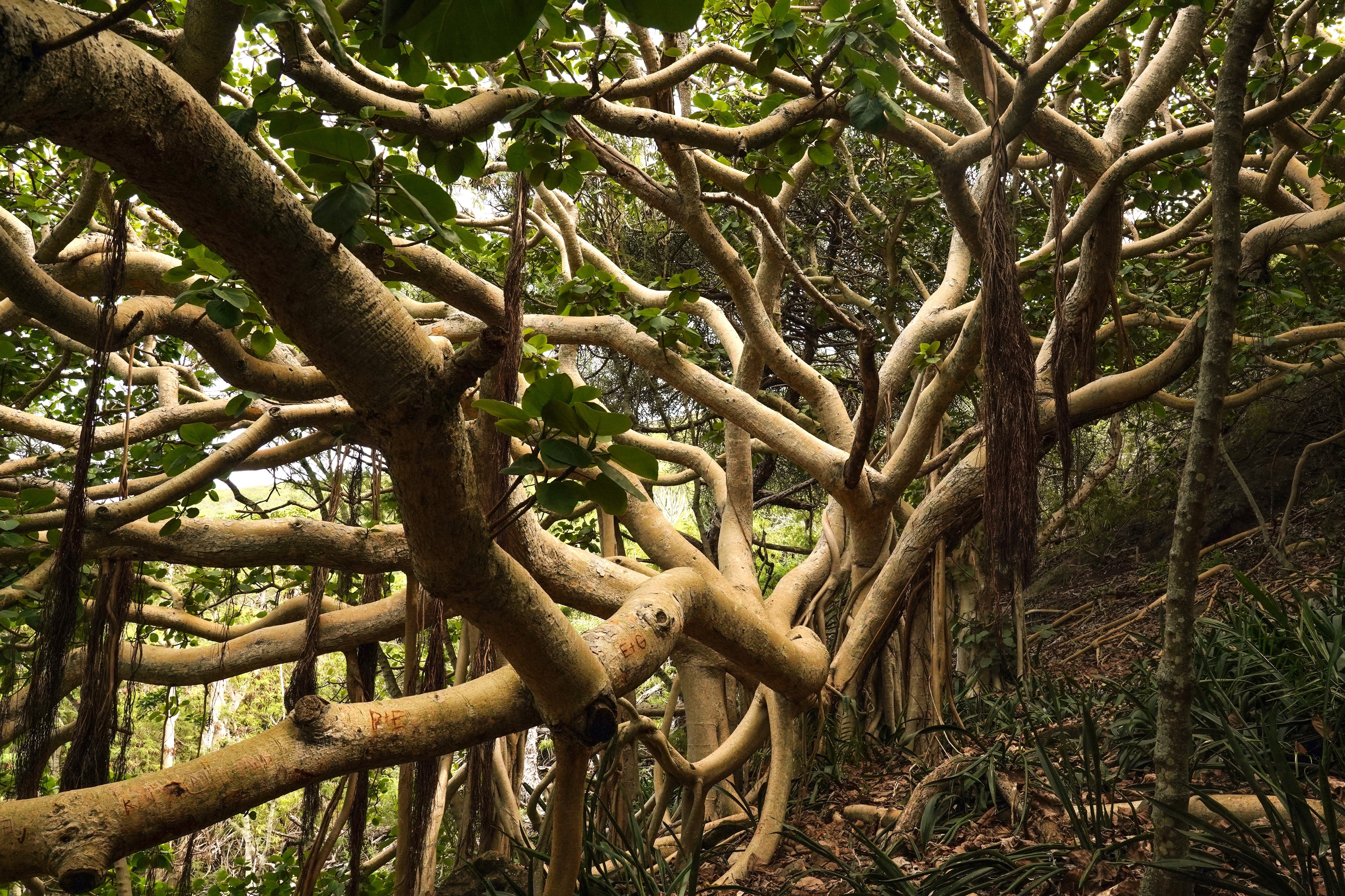 50 BANYAN / BANYAN FIG TREE East Indian Ficus Benghalensis Aerial Root Houseplant Seeds - Image 12
