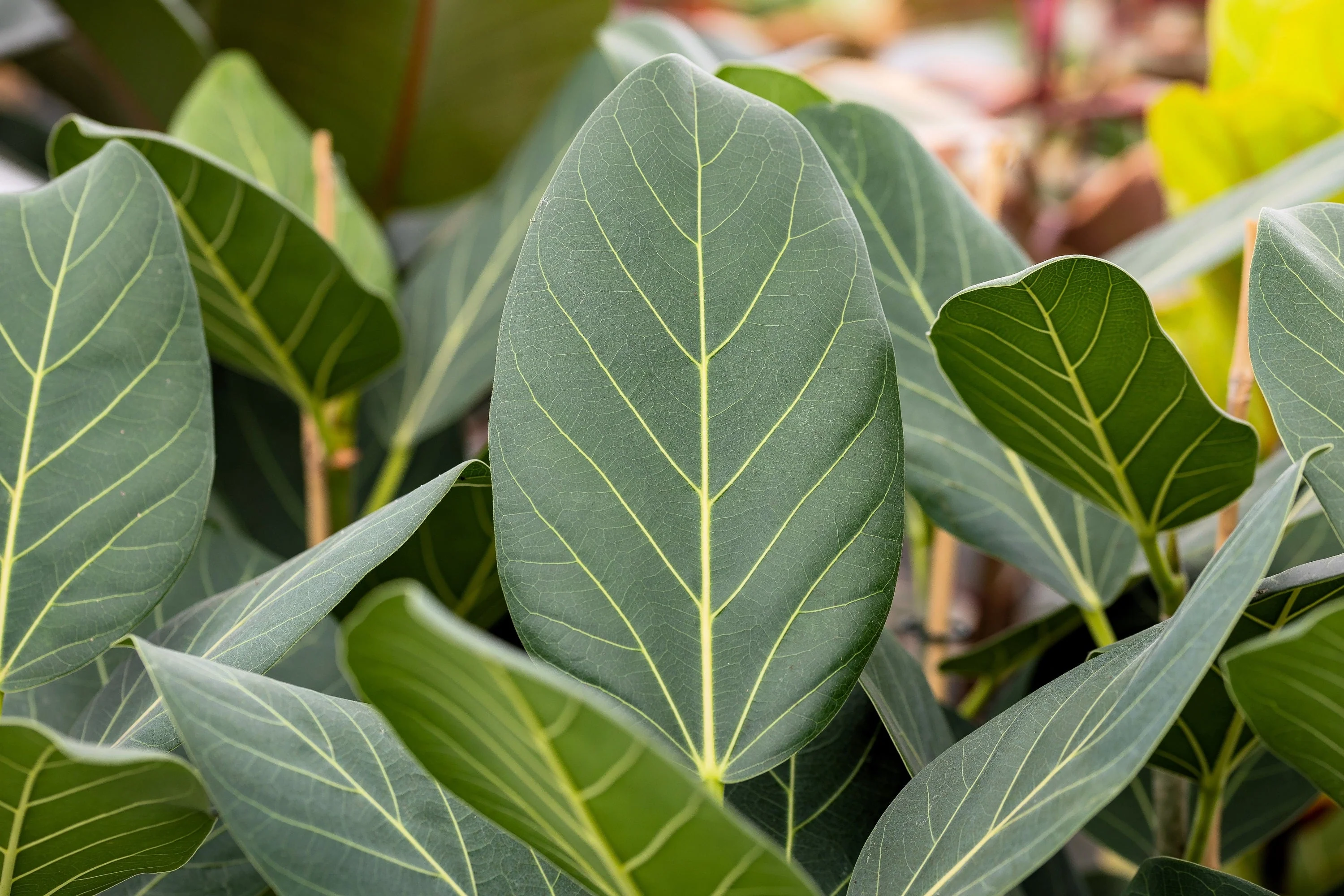 50 BANYAN / BANYAN FIG TREE East Indian Ficus Benghalensis Aerial Root Houseplant Seeds - Image 8