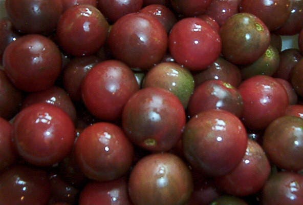 50 BLACK CHERRY TOMATO Black Skin Sweet Round Lycopersicon Fruit Vegetable Seeds - Image 2
