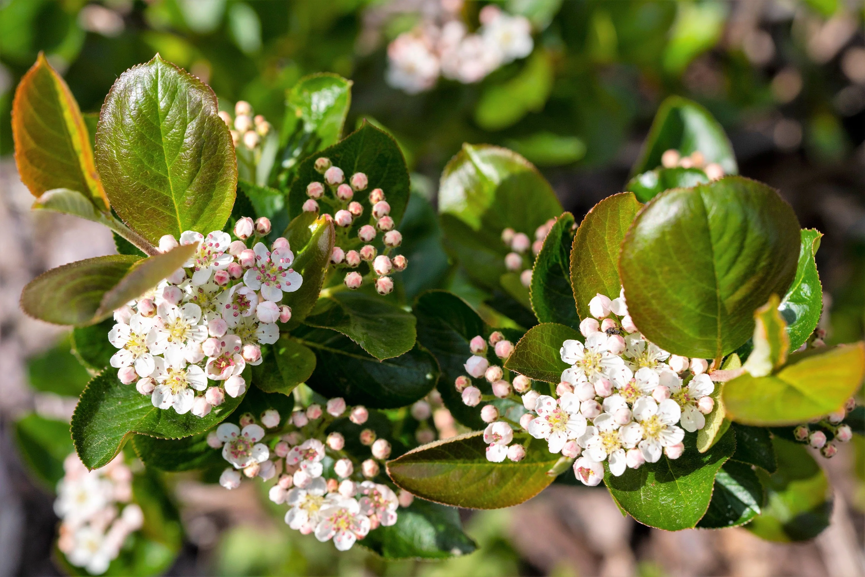 50 BLACK CHOKEBERRY Aronia Melanocarpa White Flower Fruit Shrub Seeds - Image 9