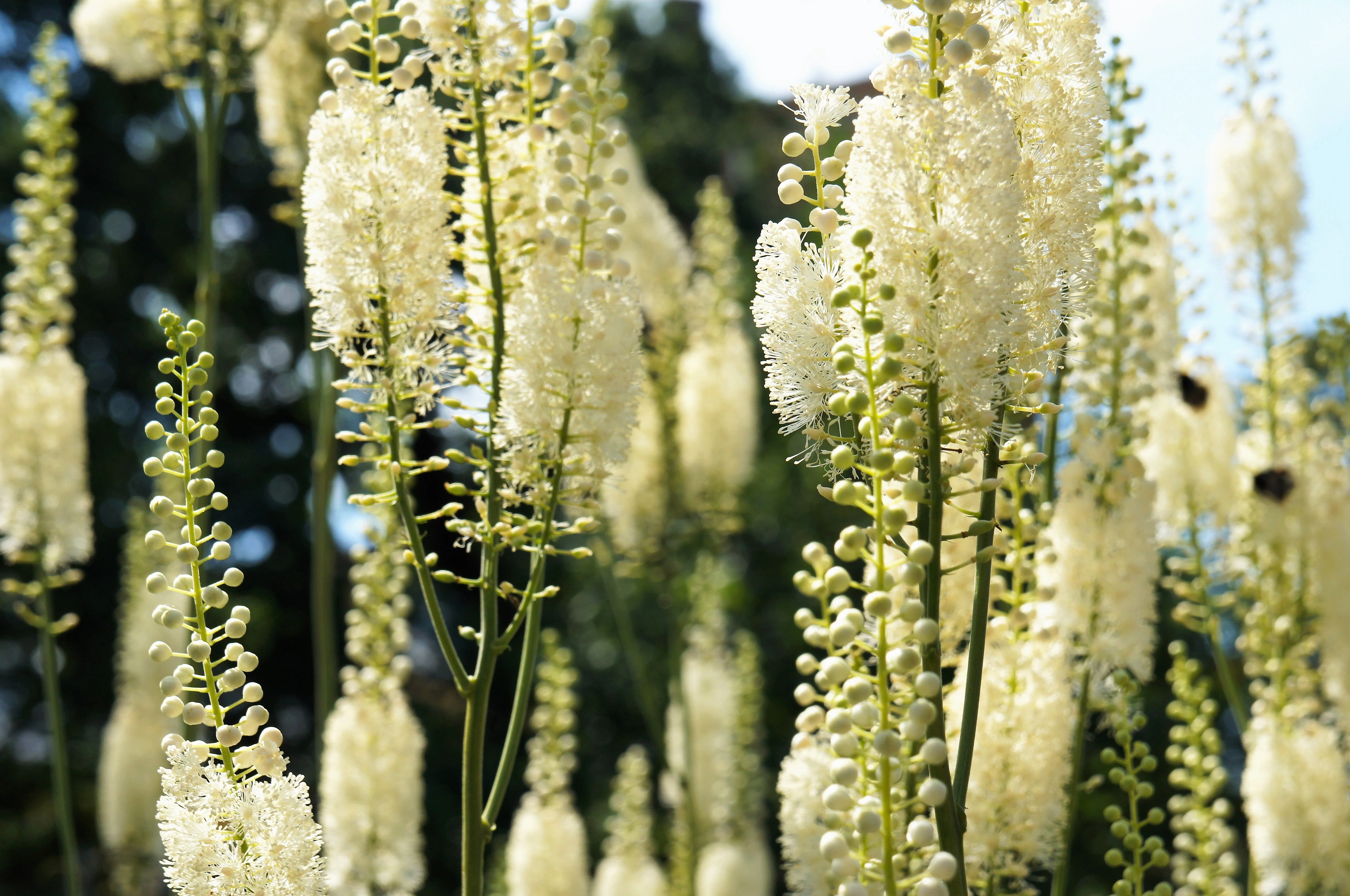 50 BLACK COHOSH Bugbane Actaea Racemosa Cimicifuga Bugbane Snakeroot Native White Shade Flower Herb Seeds - Image 2