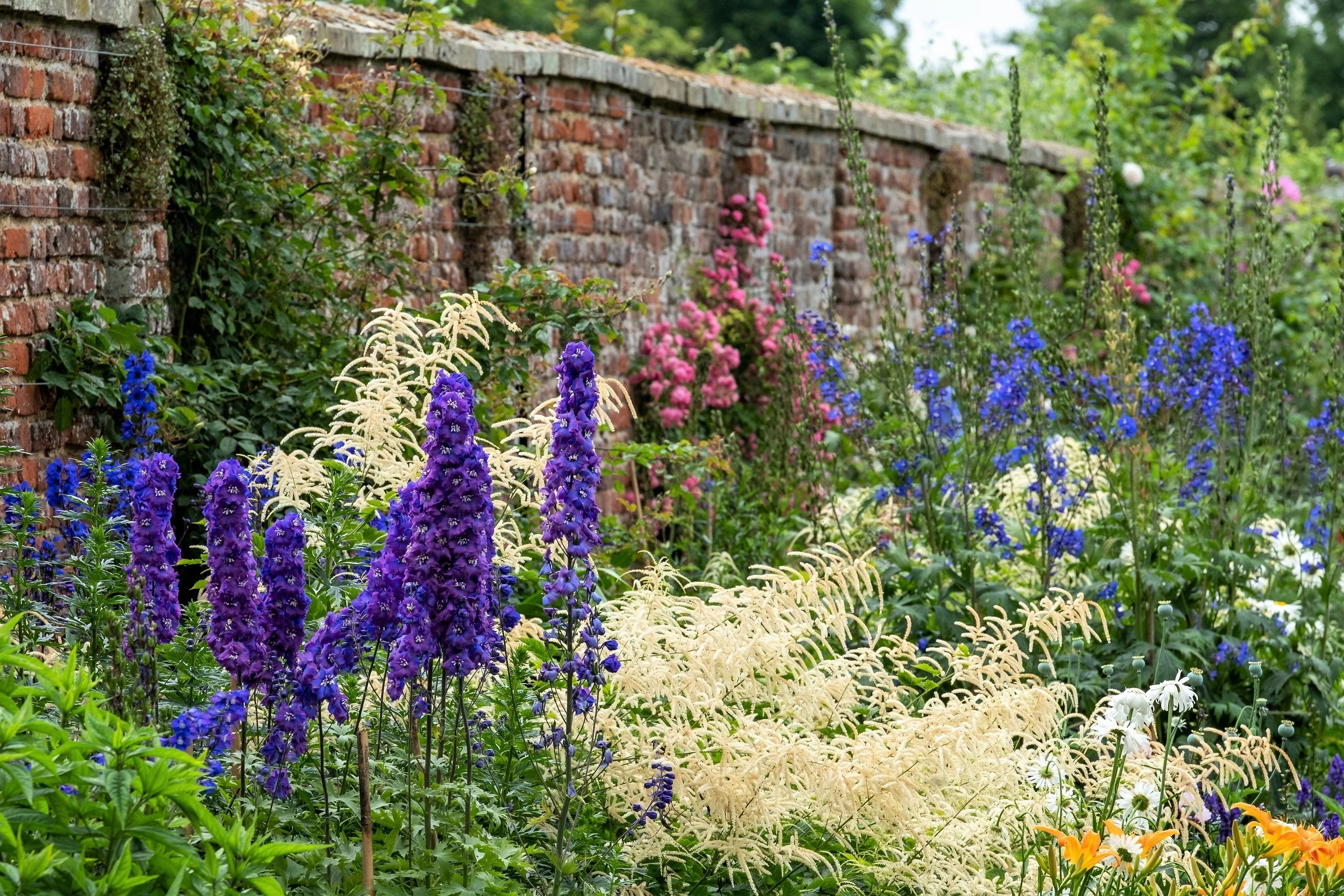 50 BLACK KNIGHT DELPHINIUM Elatum Cultorum Pacific Giant Larkspur Perennial Flower Seeds - Image 3