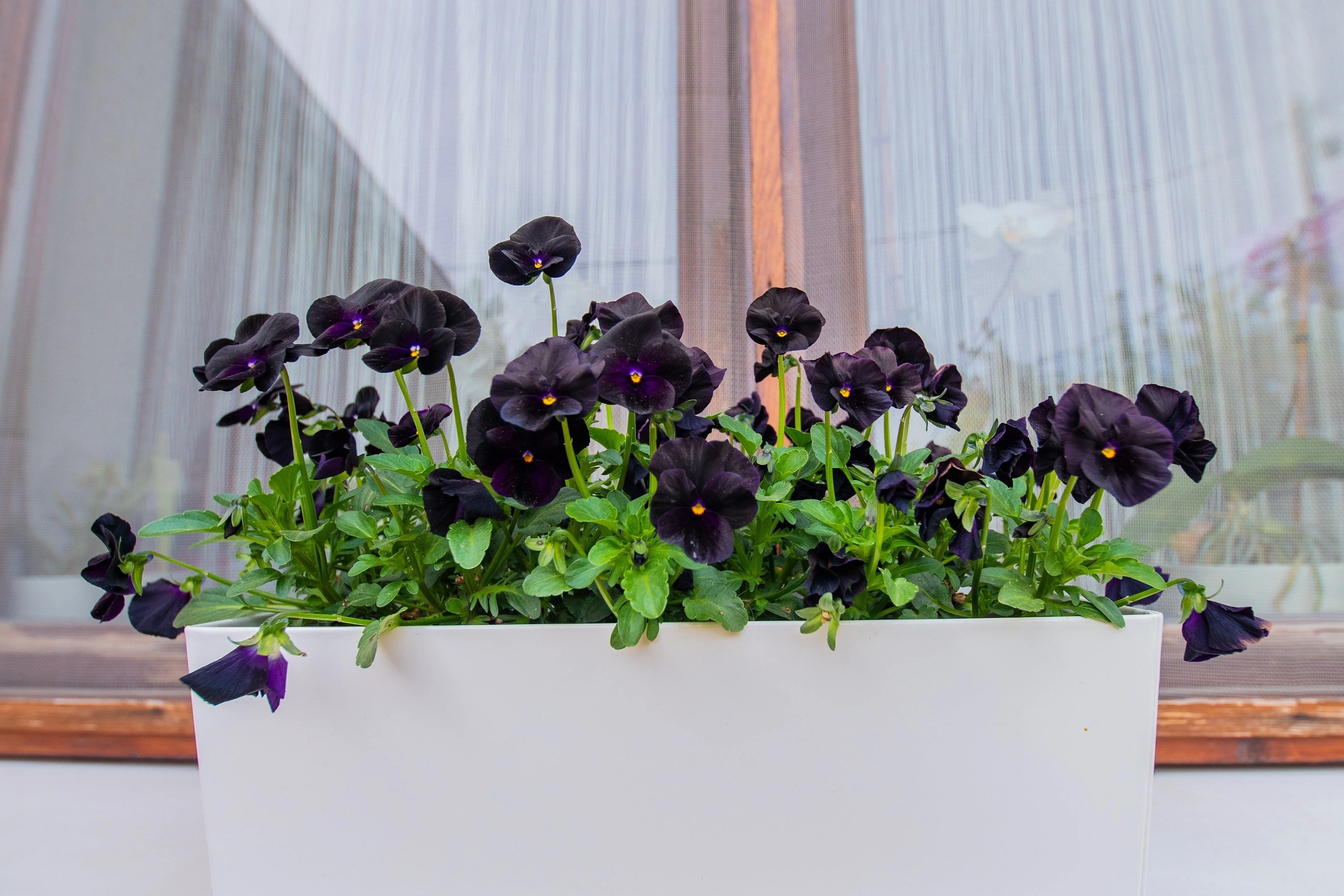 50 BLACK PANSY Clear Crystals Viola Wittrockiana Flower Seeds - Image 13