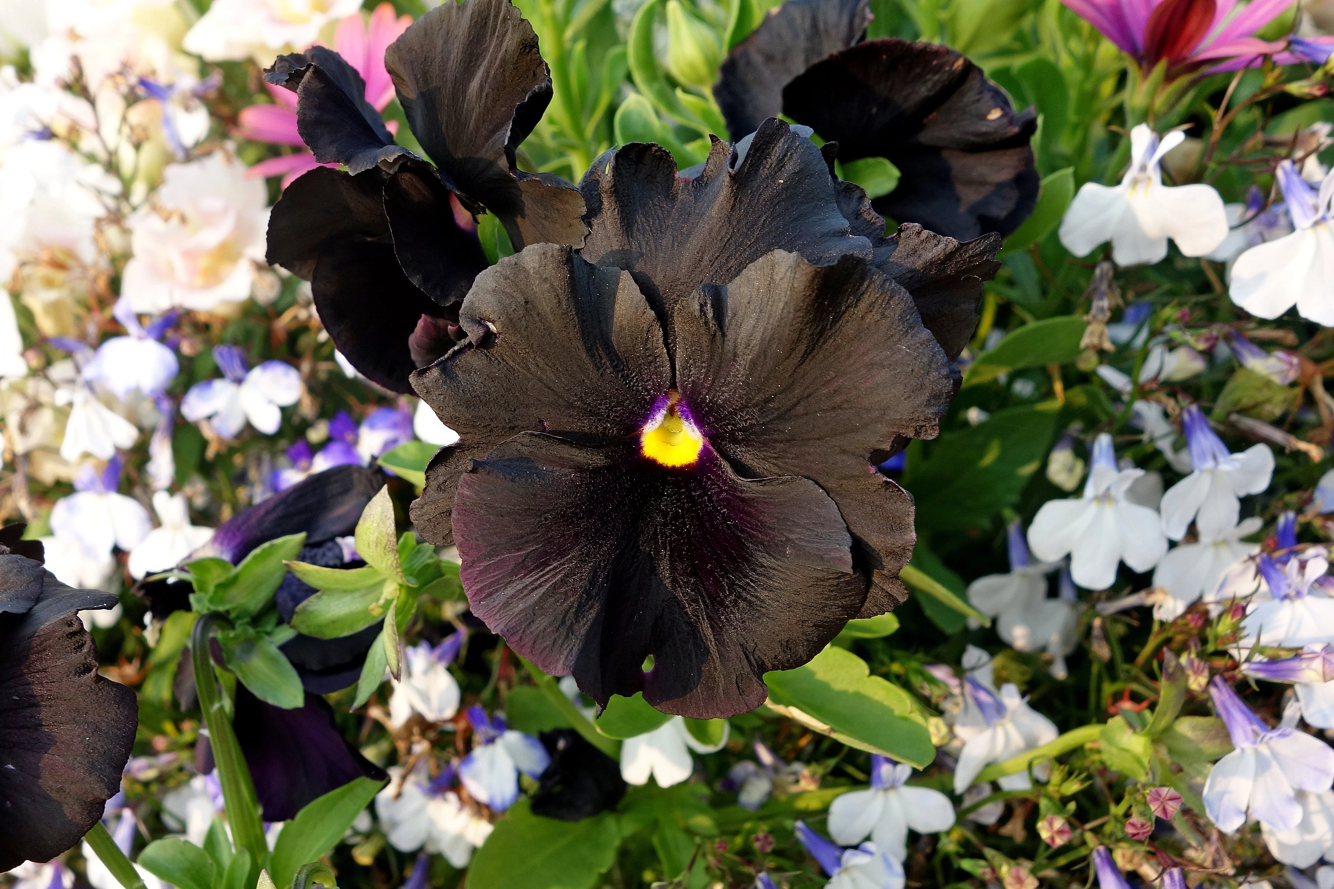 50 BLACK PANSY Clear Crystals Viola Wittrockiana Flower Seeds - Image 5