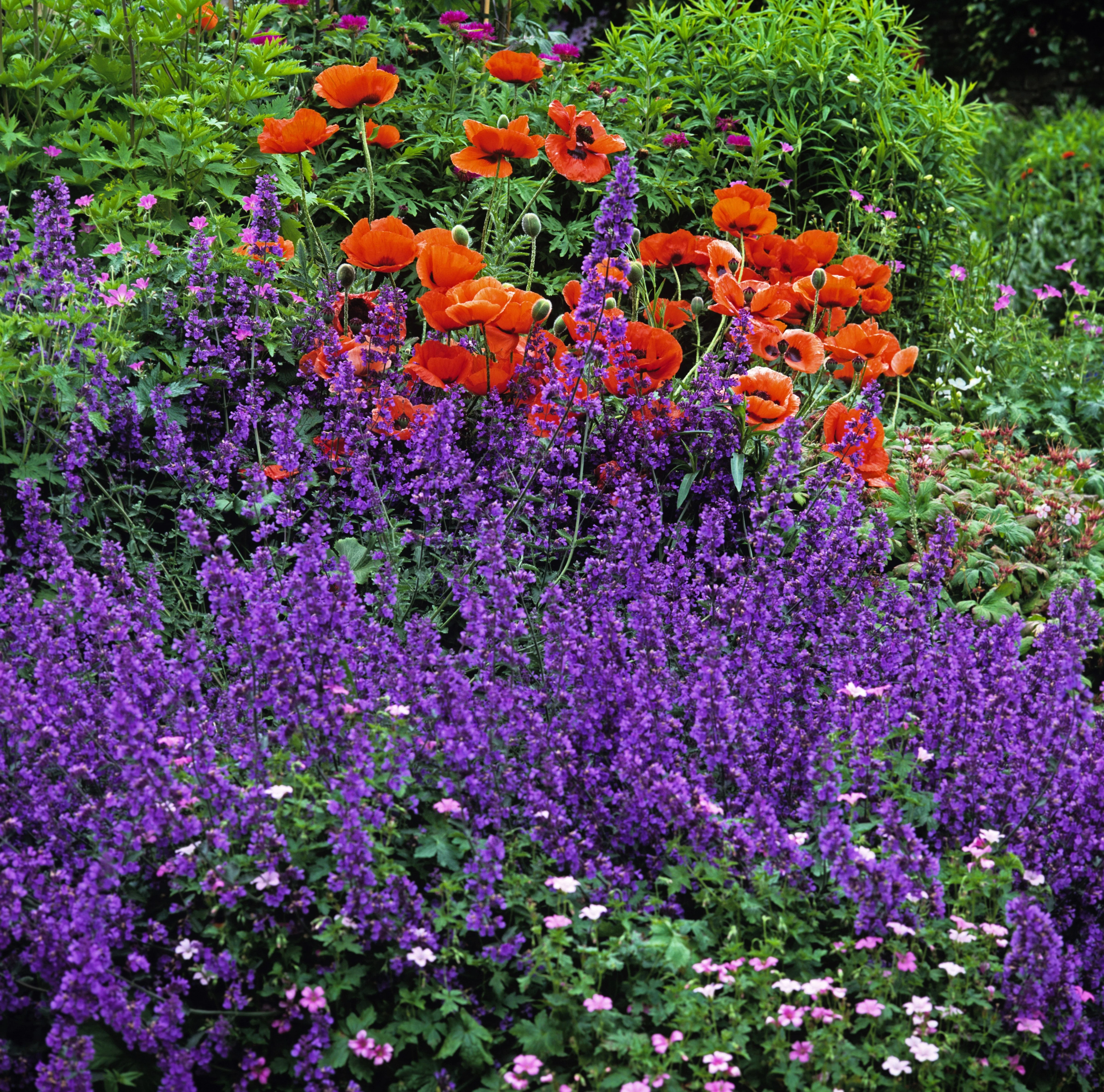 50 BLUE CATMINT Nepeta Mussinii Herb Flower Seeds - Image 2