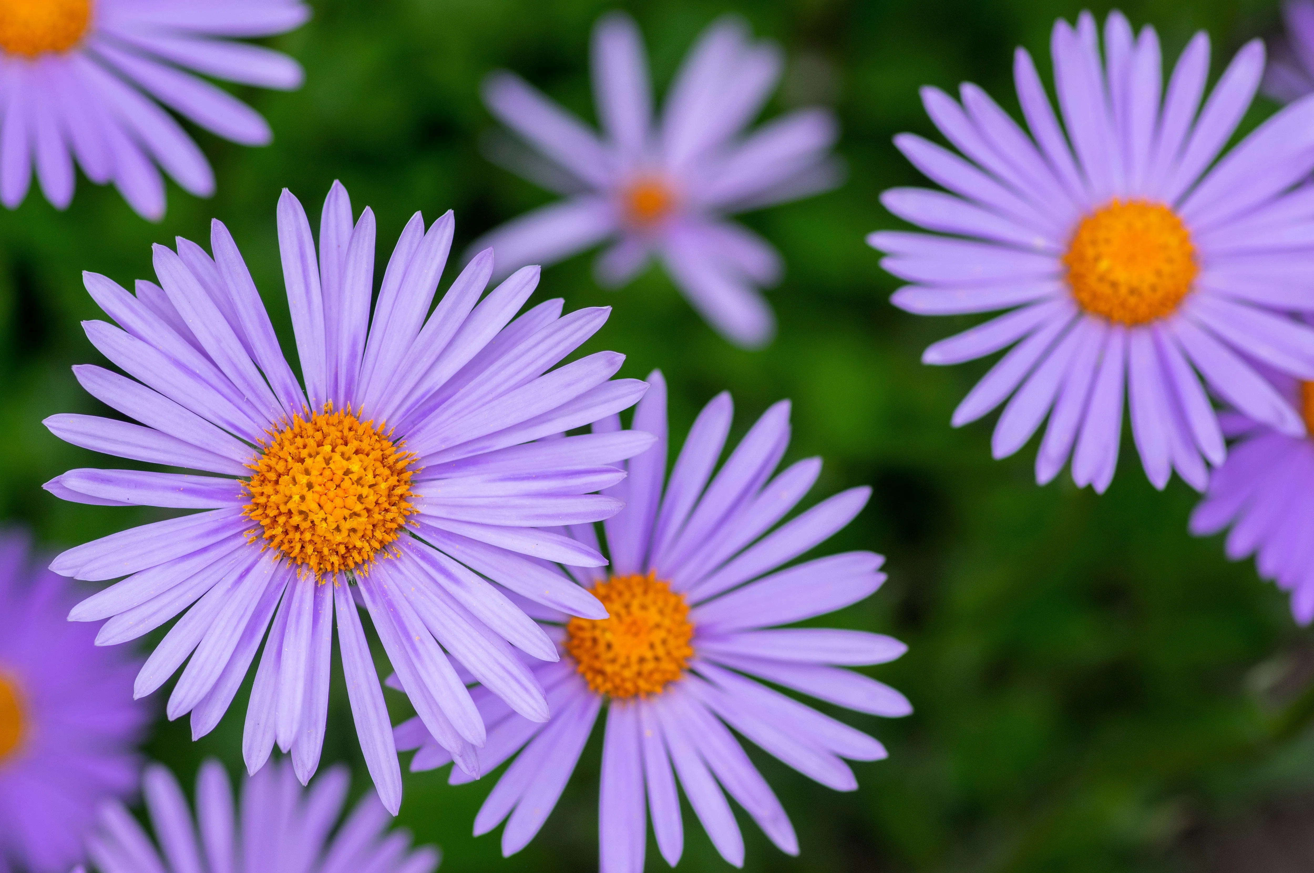 50 Blue EAST INDIES ASTER Tongolensis Flower Seeds - Image 4