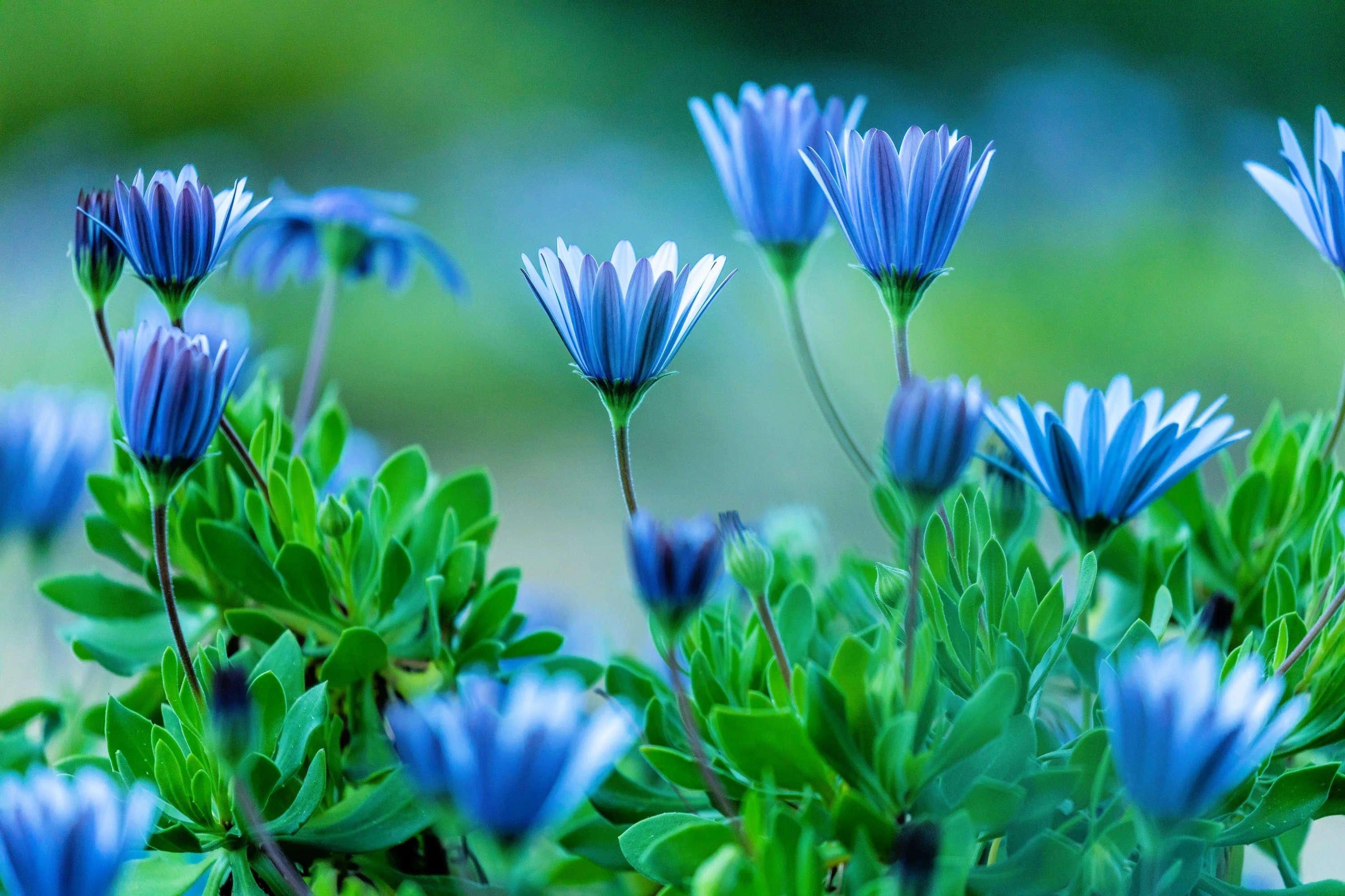 50 BLUE FELICIA DAISY 'The Blues' Heterophylla Kingfisher Flower Seeds - Image 4