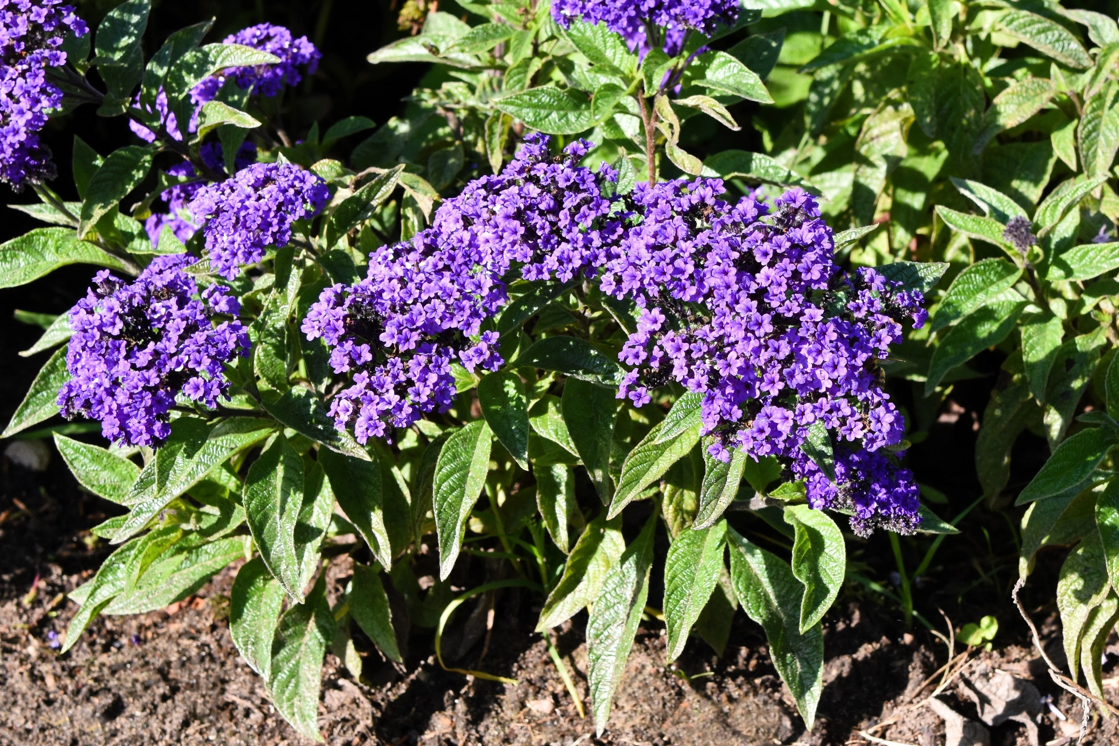 50 Blue MARINE HELIOTROPE Heliotropium Arborescens Flower Seeds - Image 6