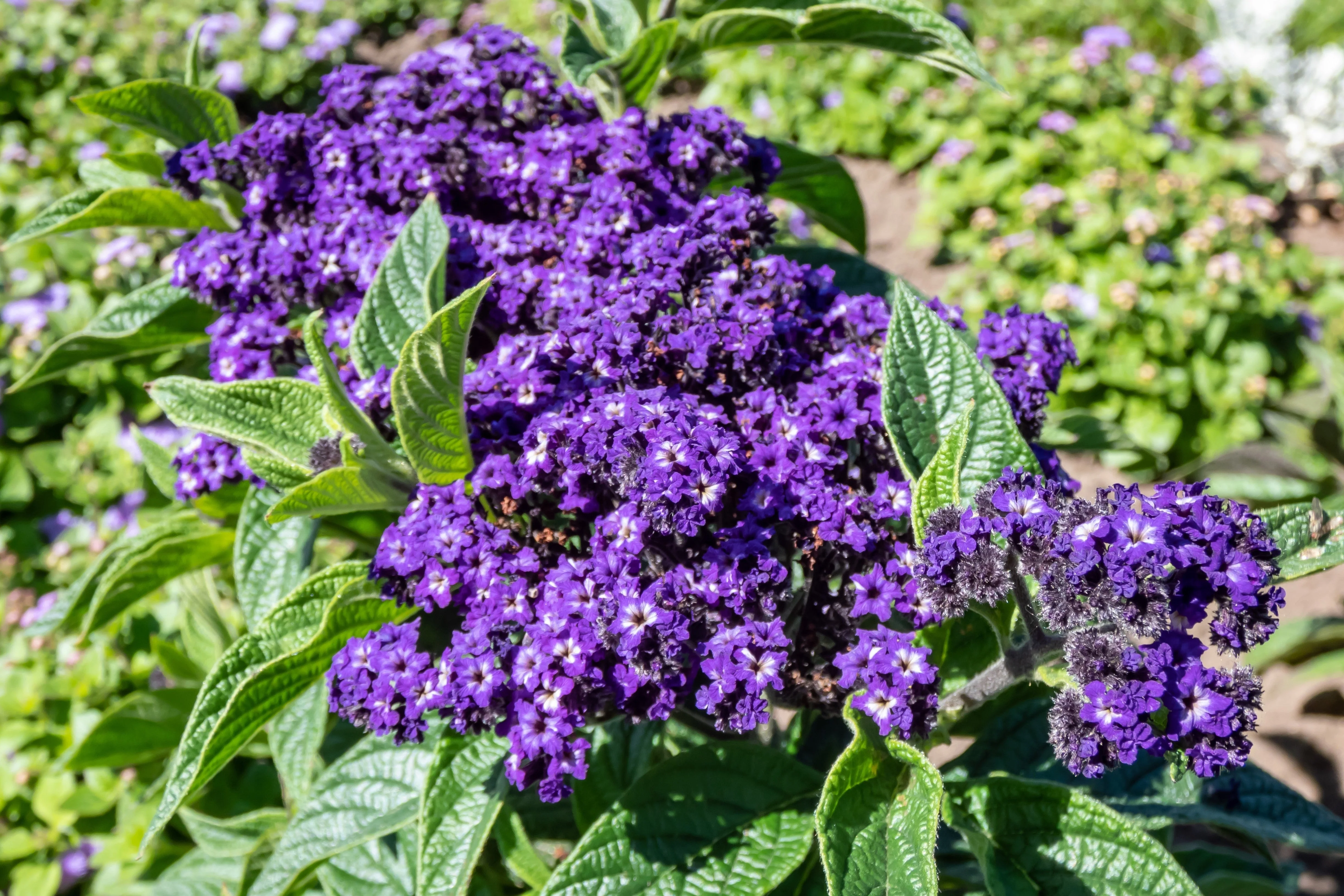 50 Blue MARINE HELIOTROPE Heliotropium Arborescens Flower Seeds - Image 7