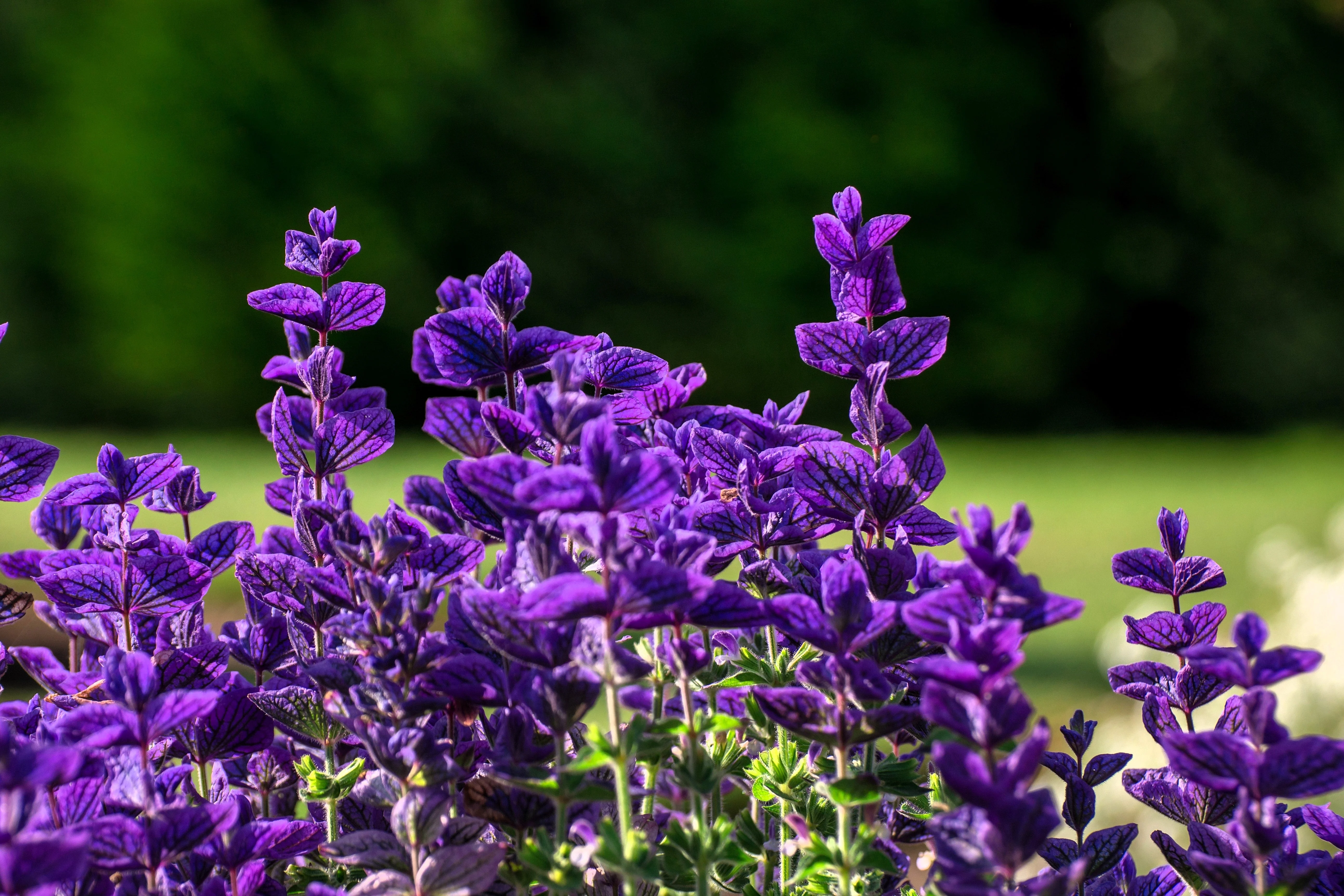 50 BLUE Monday CLARY SAGE Salvia Viridis Horminum Herb Flower Seeds - Image 3