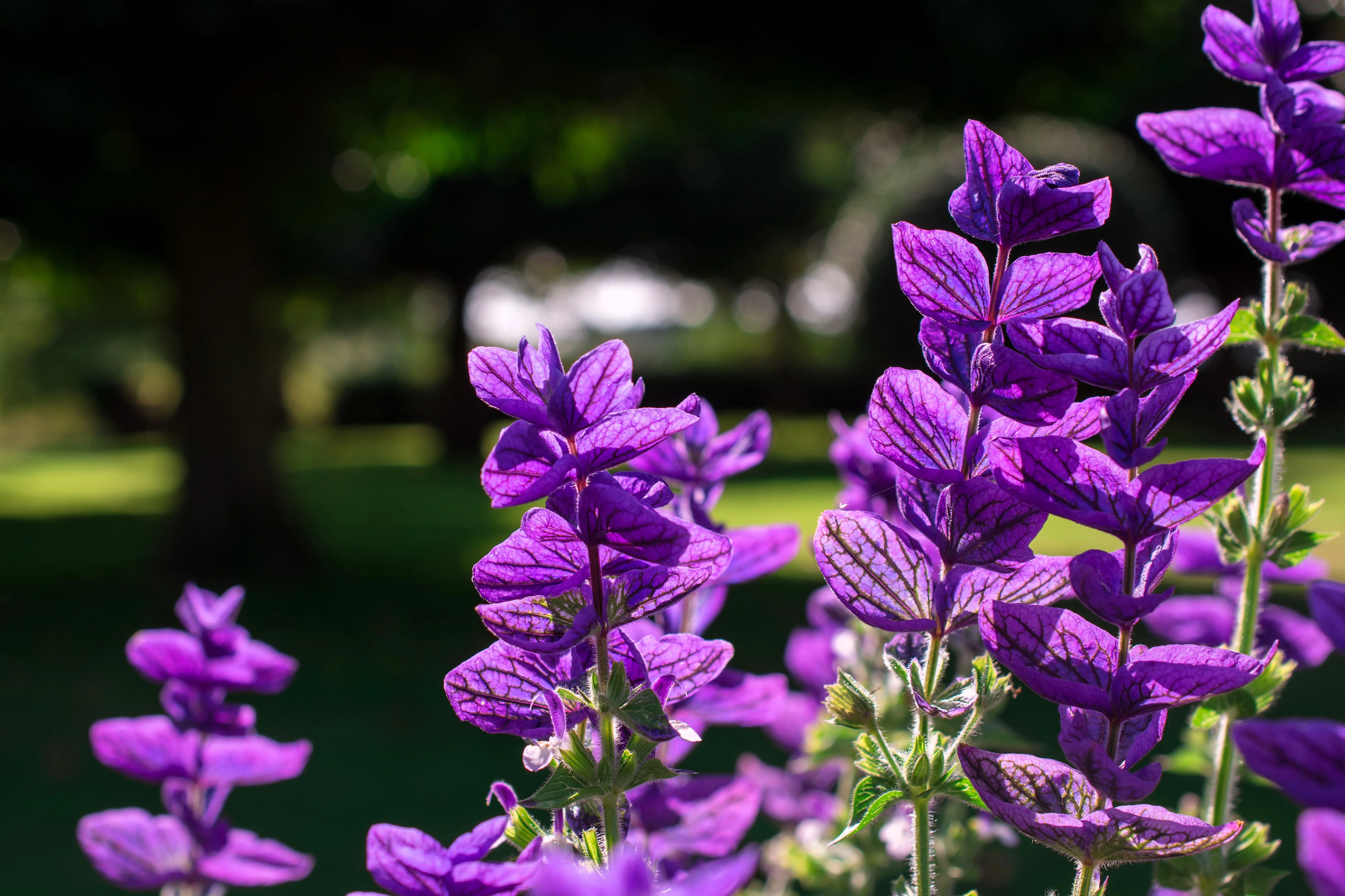 50 BLUE Monday CLARY SAGE Salvia Viridis Horminum Herb Flower Seeds - Image 5