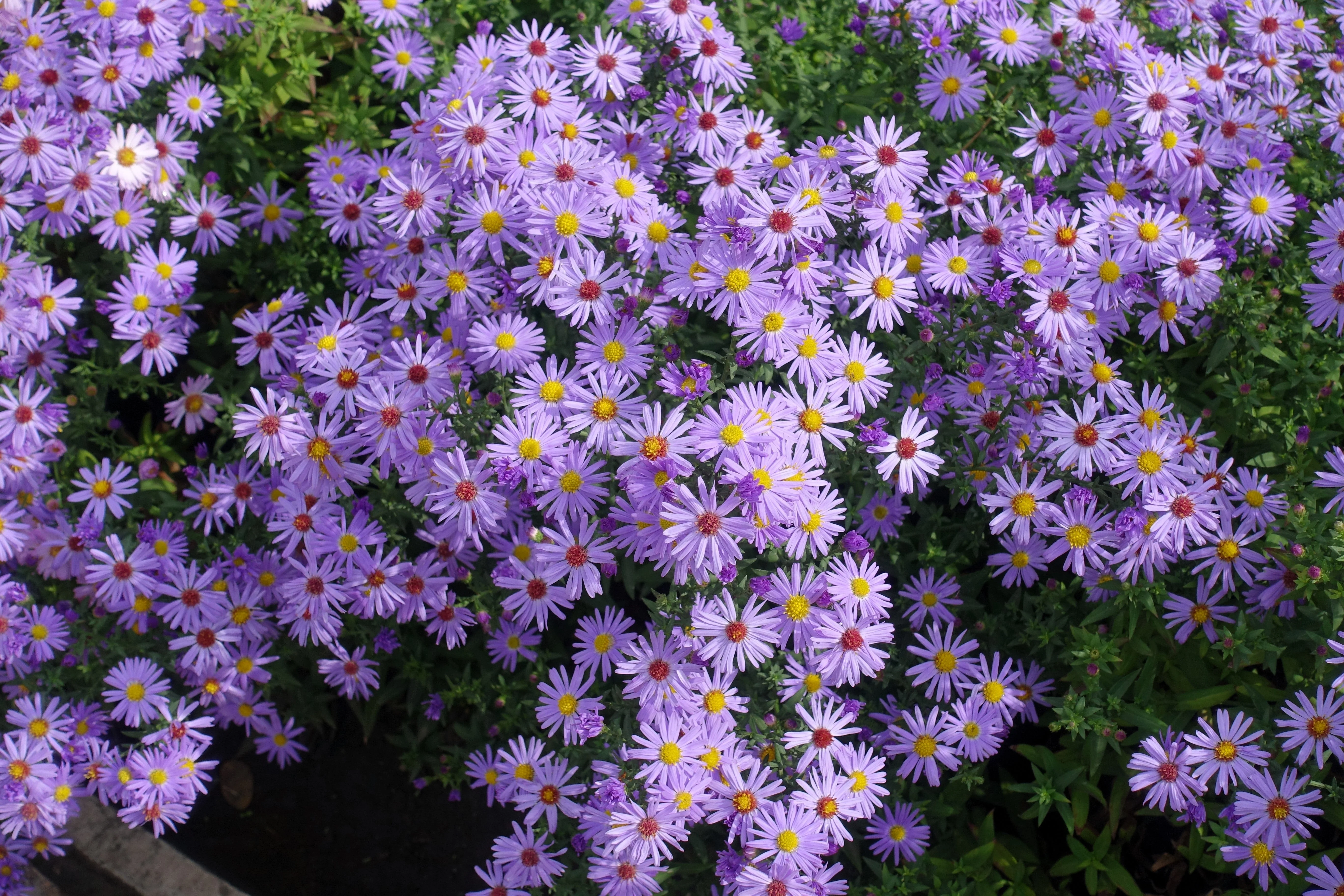 50 Blue RICE BUTTON ASTER Dumosus Flower Seeds - Image 2