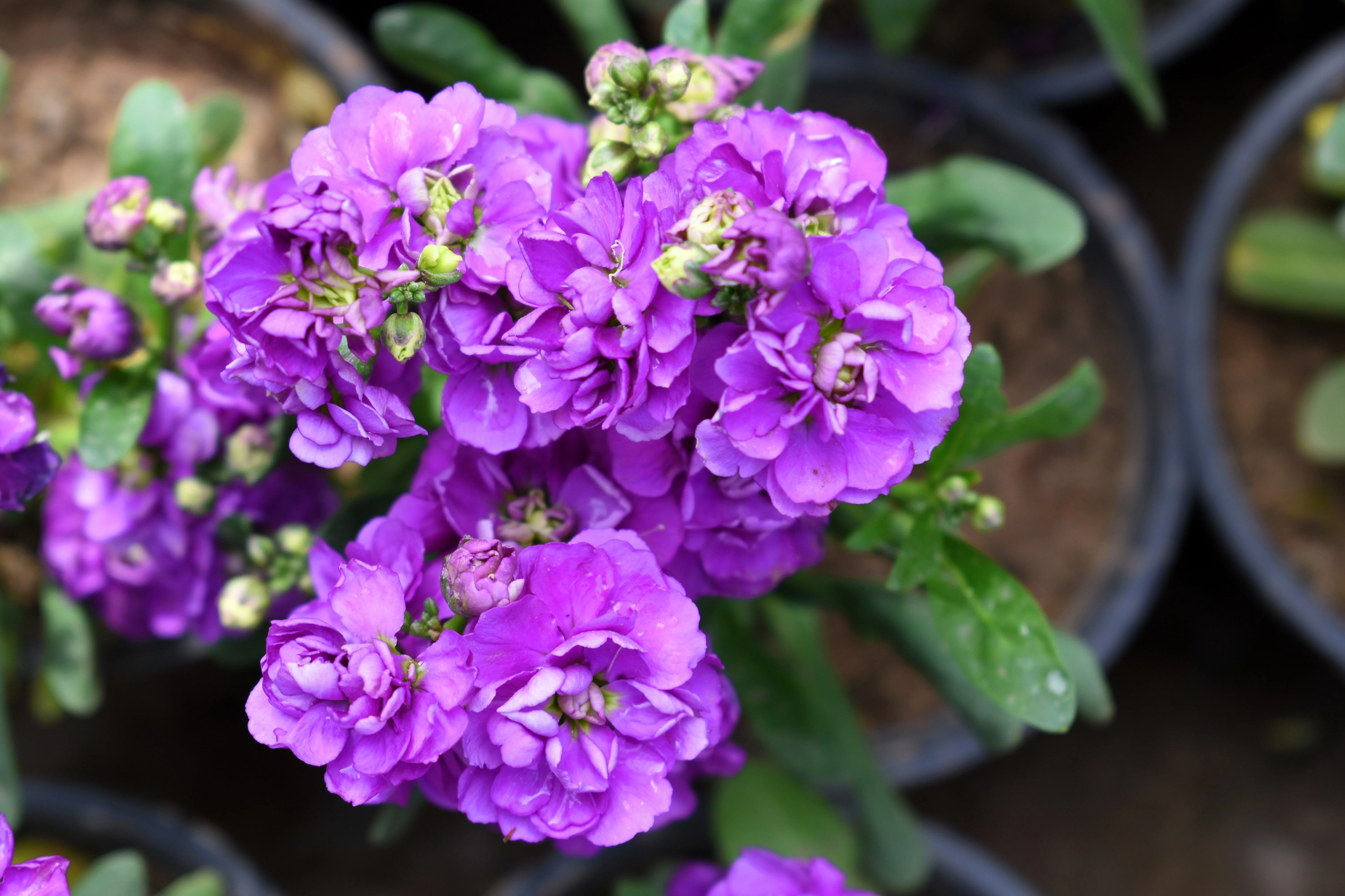 50 BLUE STOCK Matthiola Incana Ten-Week Gillyflower Seeds - Image 8