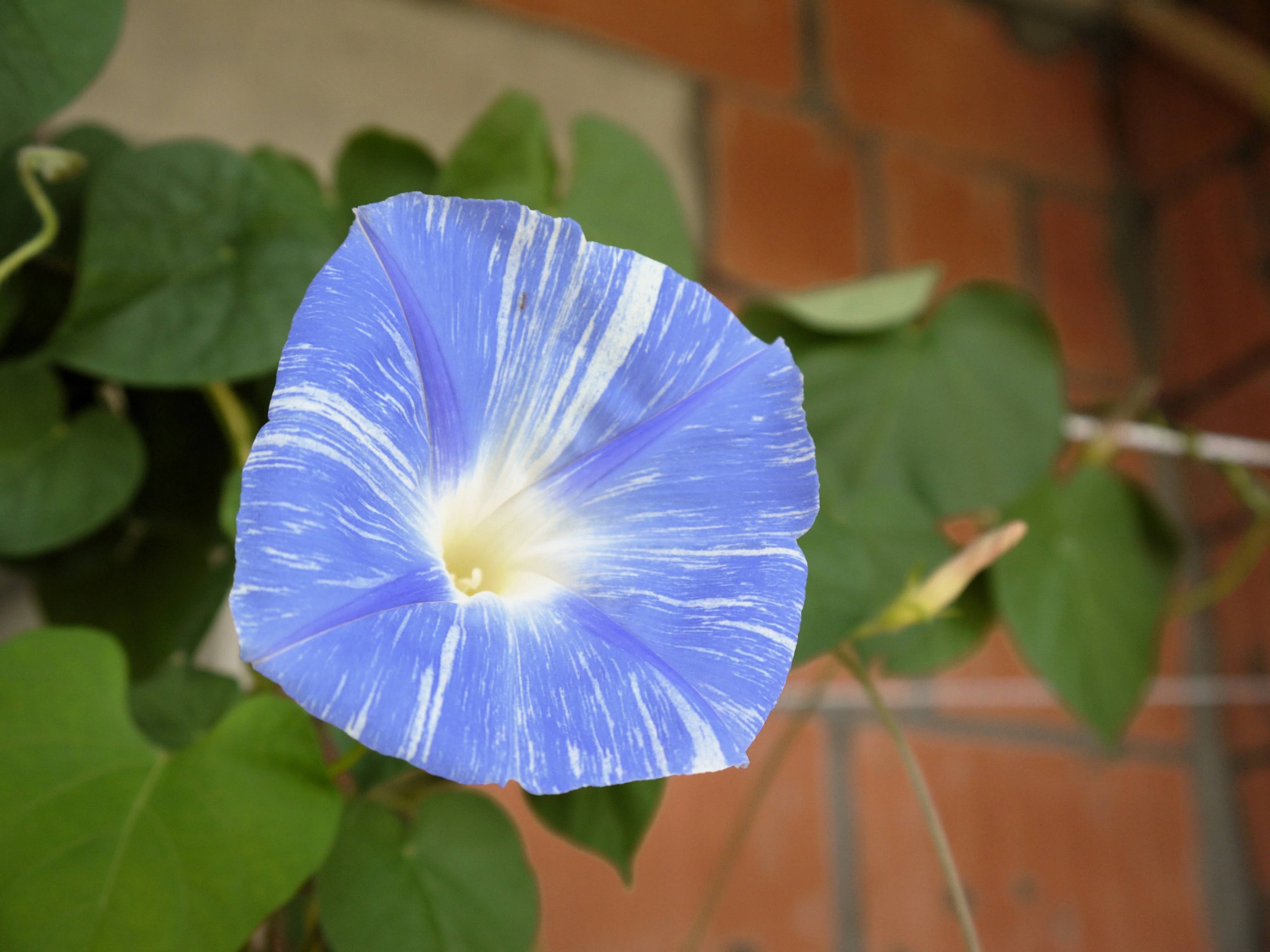 50 Blue & White FLYING Saucers MORNING GLORY Flower Vine Ipomoea Purpurea Seeds - Image 3