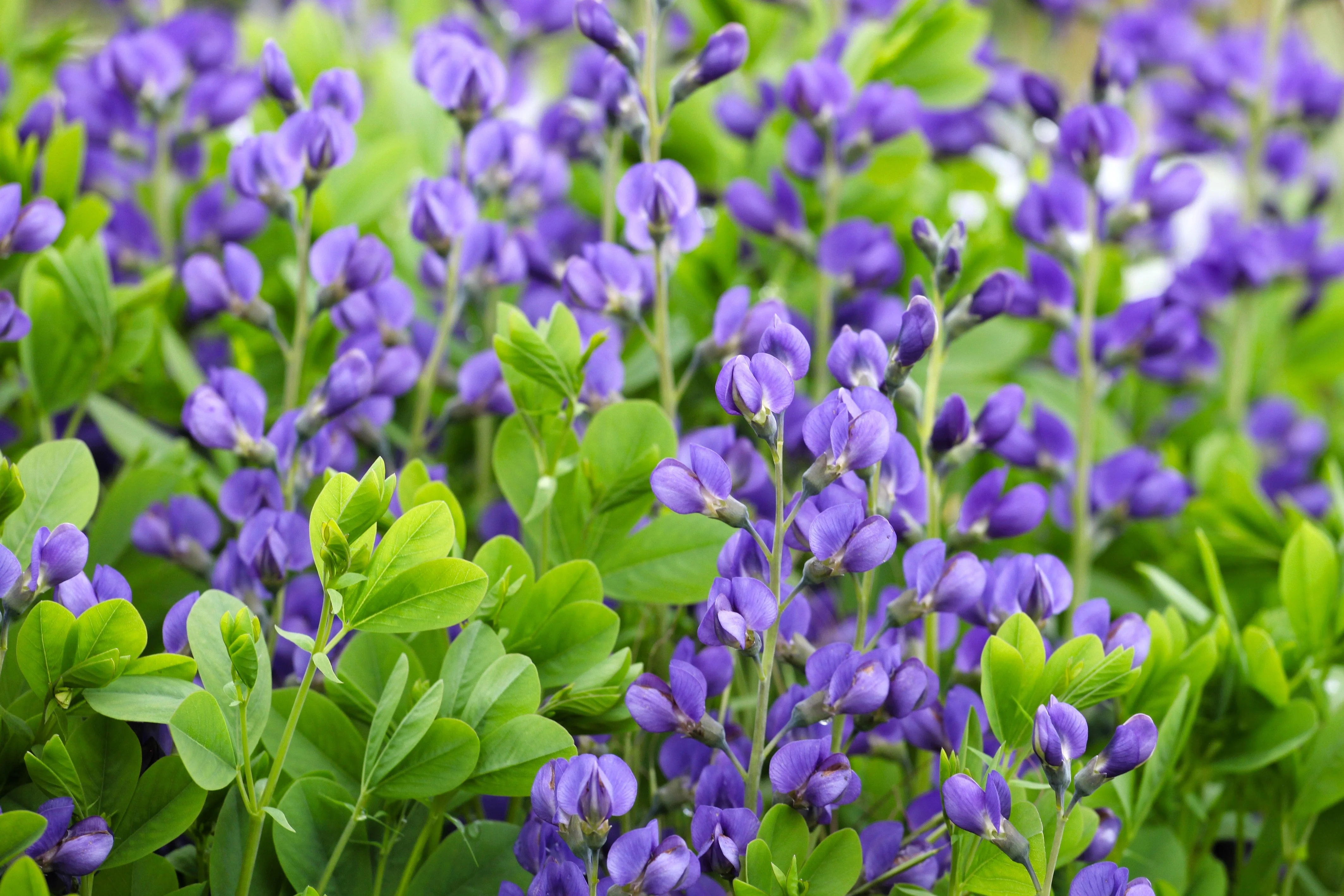50 BLUE WILD INDIGO (False Indigo) Baptisia Australis Flower Seeds - Image 3