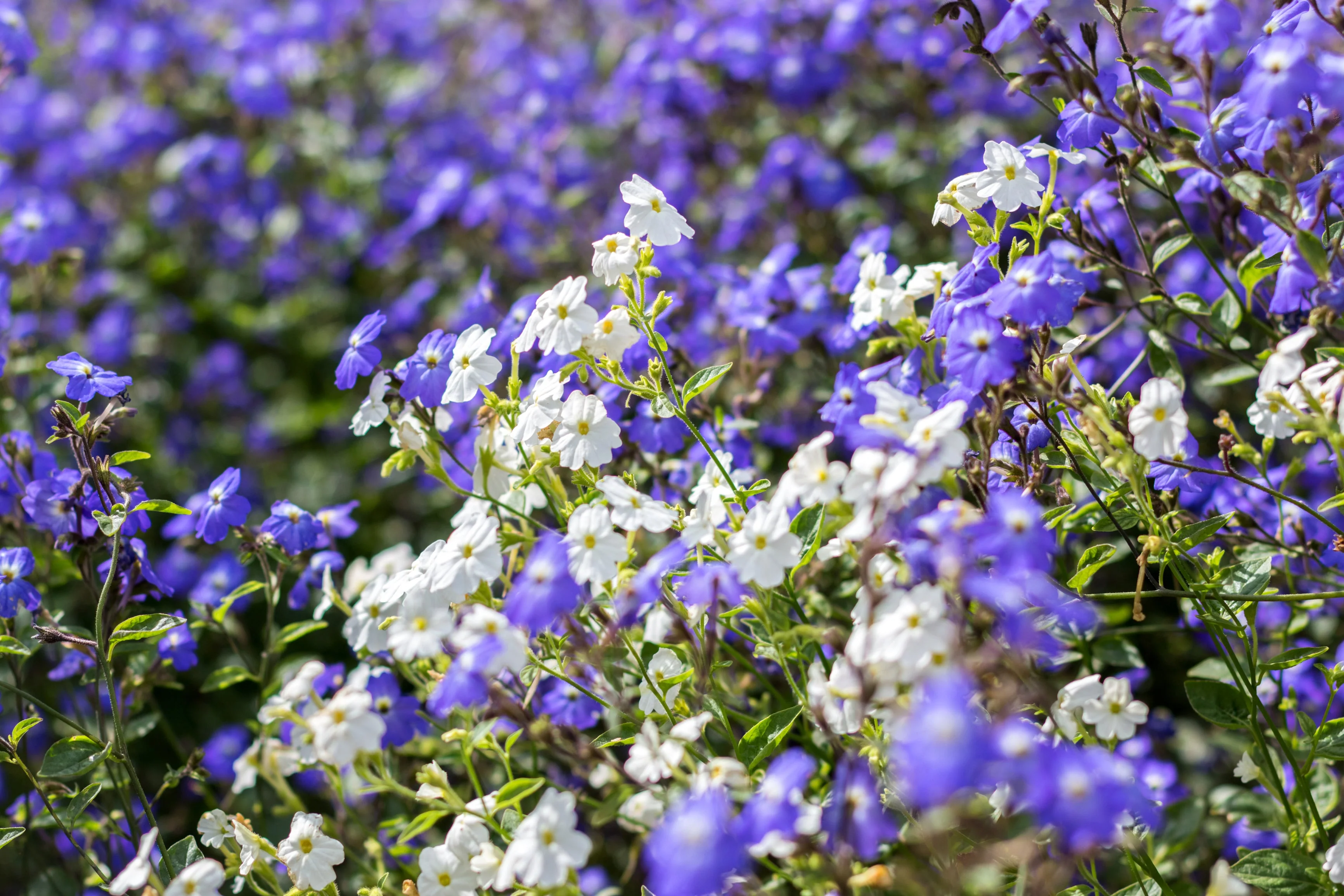 50 BROWALLIA Americana Amethyst Flower Bush Violet Blue Purple Flower Seeds - Image 3