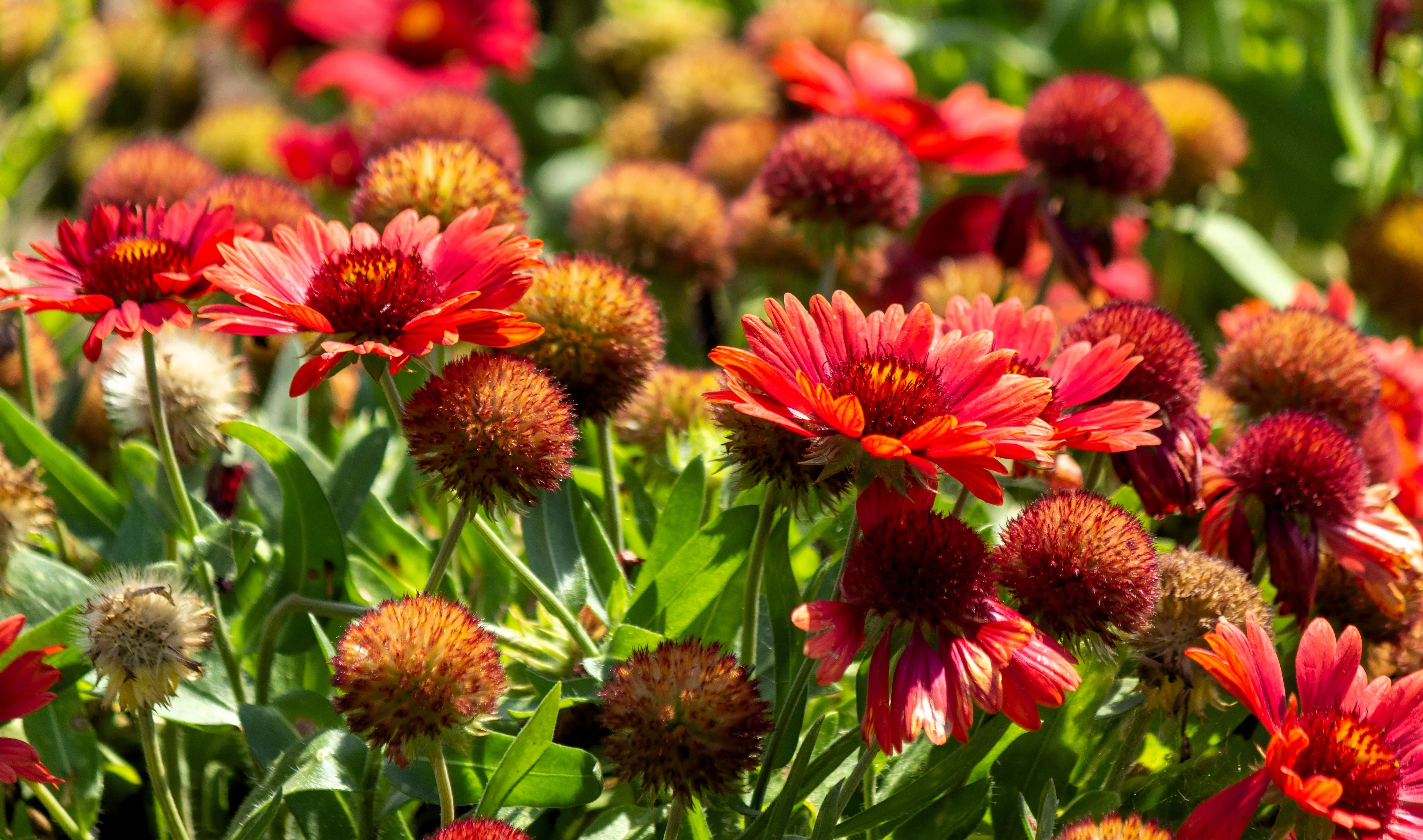 50 BURGUNDY GAILLARDIA Red Indian Blanket Flower Seeds - Image 12