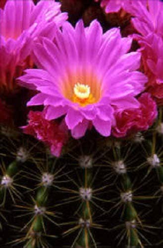 50 CACTUS MIX 'Finest Mixed' Succulent Flower Plant Seeds - Image 3
