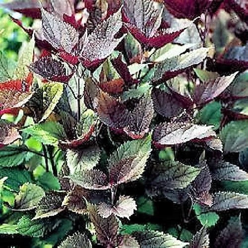 50 CHOCOLATE Joe PYE WEED Eupatorium Rugosum Flower Seeds - Image 4