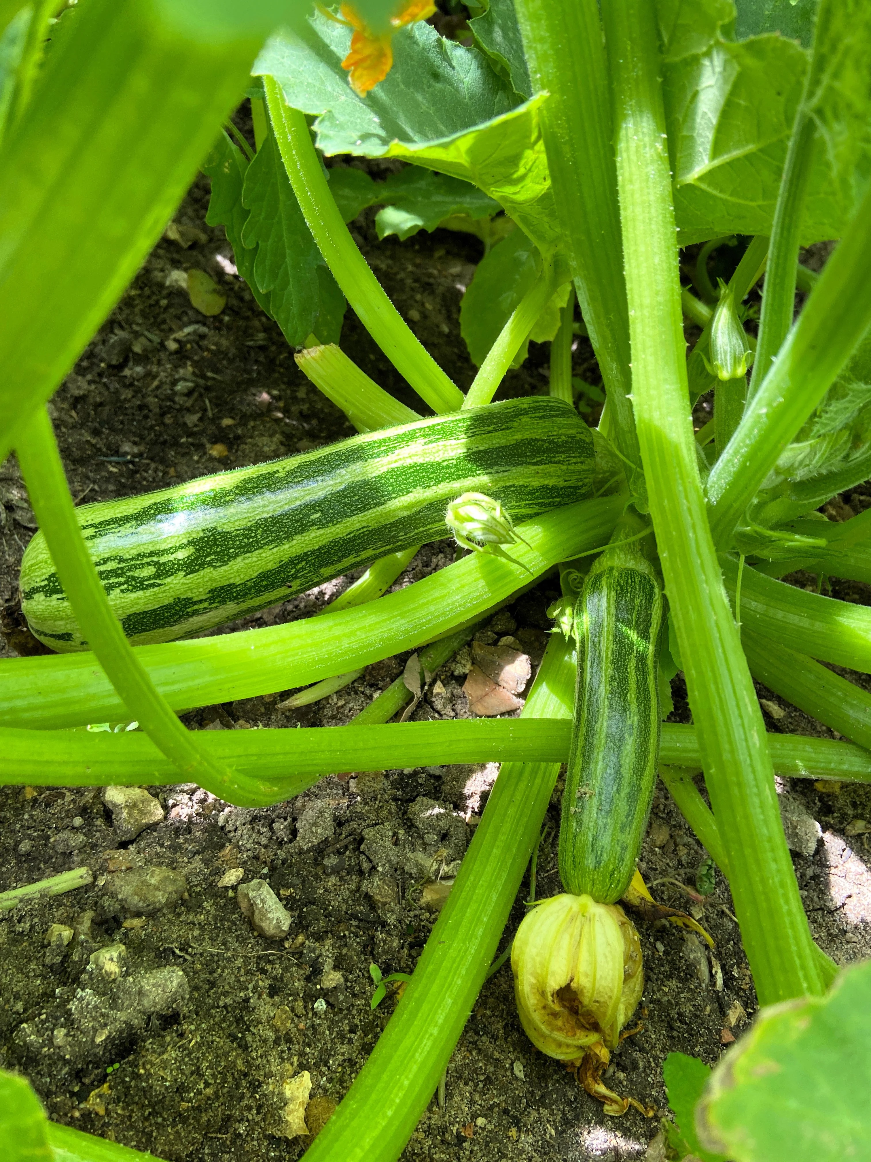 50 COCOZELLE di Napoli SQUASH Italian Zucchini Cucurbita Pepo Vegetable Seeds - Image 2