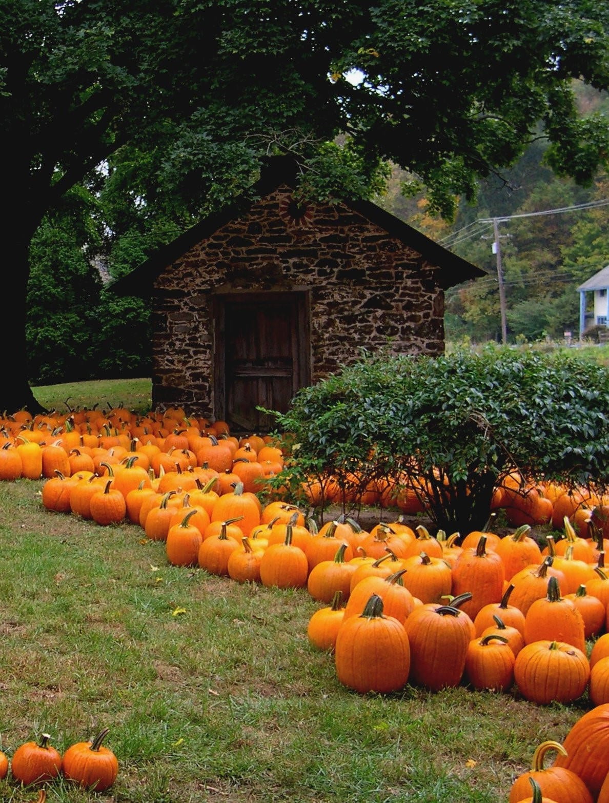 50 CONNECTICUT FIELD PUMPKIN BigTom Orange Yankee Cucurbita Pepo Vegetable Seeds - Image 6