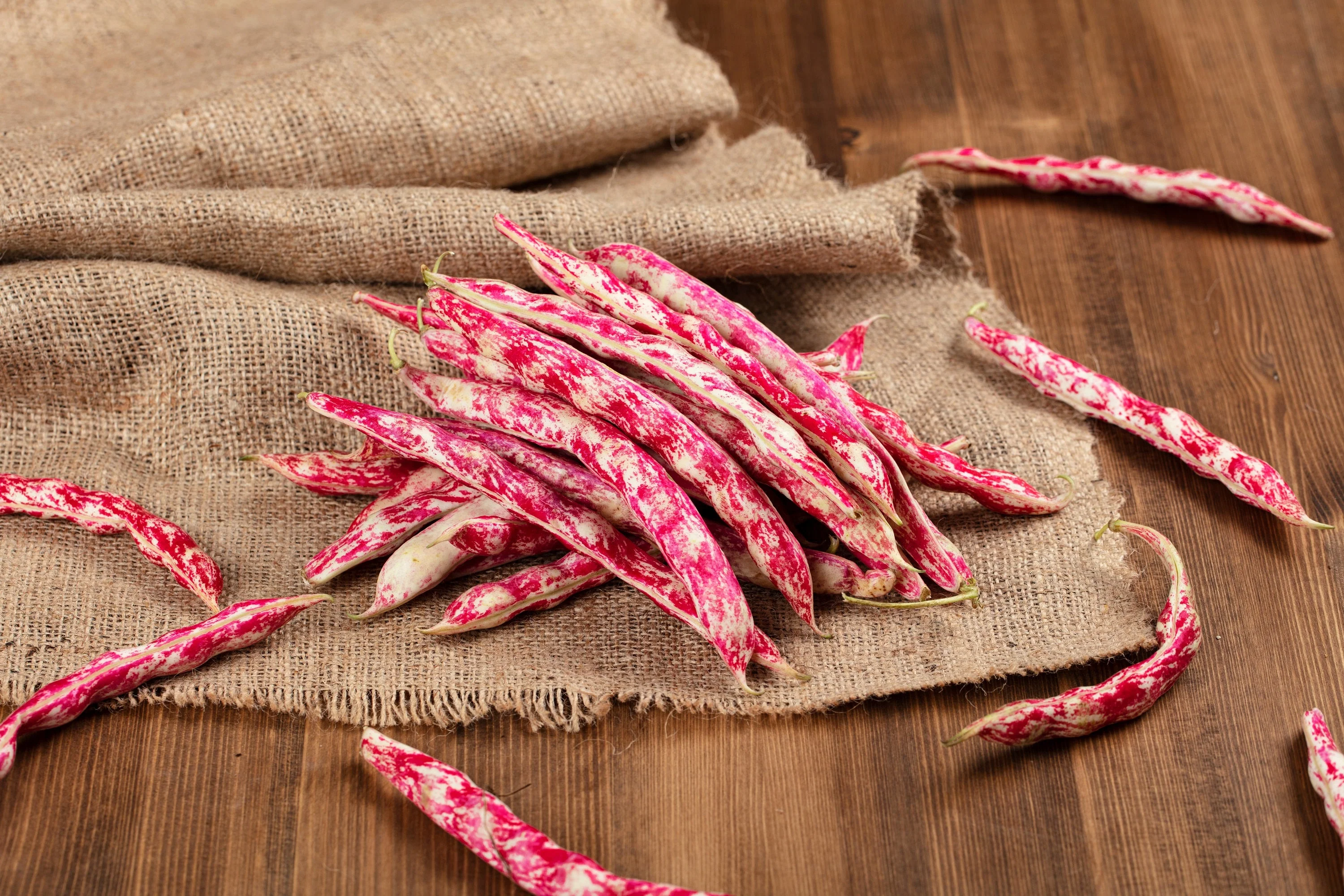 50 CRANBERRY BEAN French Horticulture Borlotti Roman Phaseolus Vegetable Seeds - Image 2