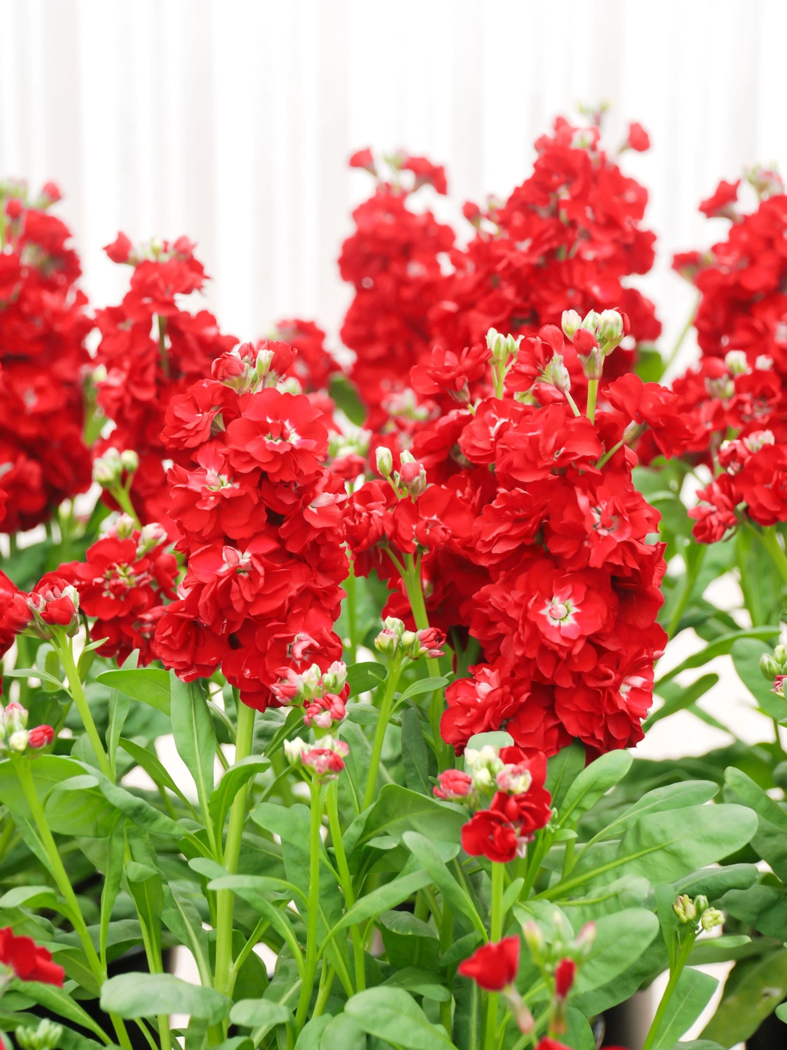 50 Crimson RED STOCK Matthiola Incana Ten-Week Gillyflower Seeds - Image 3