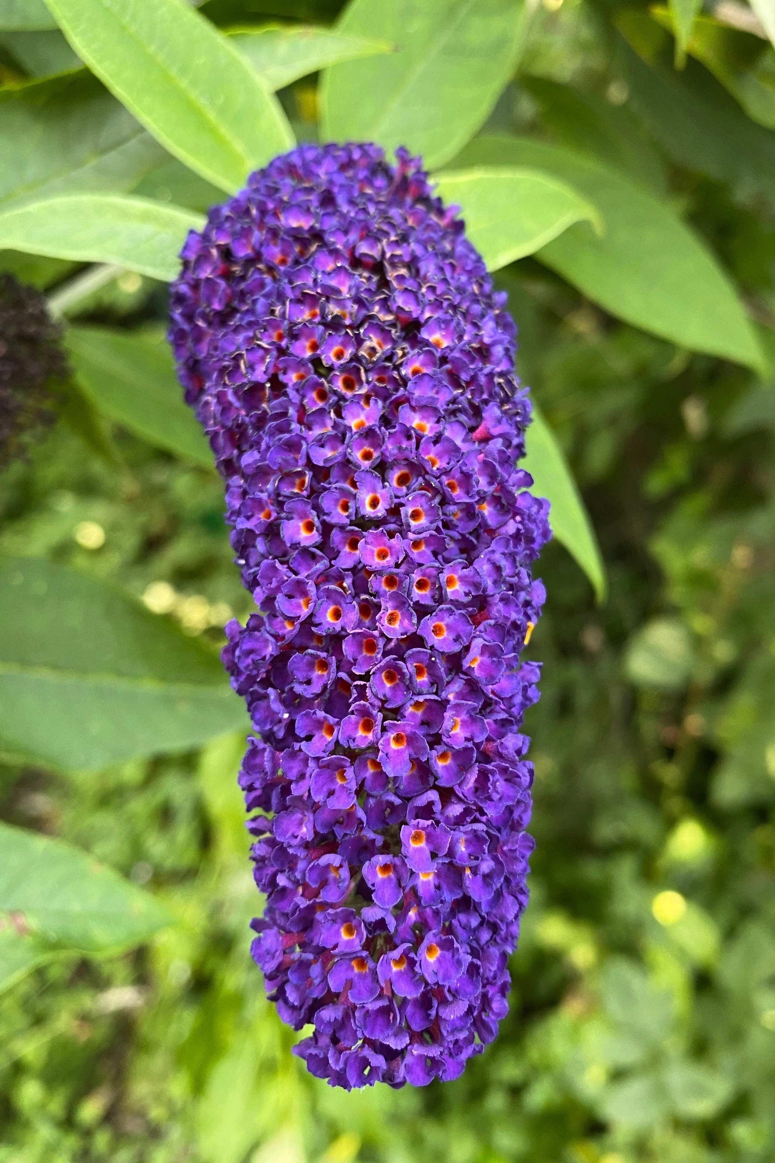 50 Dark PURPLE BUTTERFLY BUSH Buddleja Davidii Hummingbird Shrub Fragrant Flower Seeds - Image 6