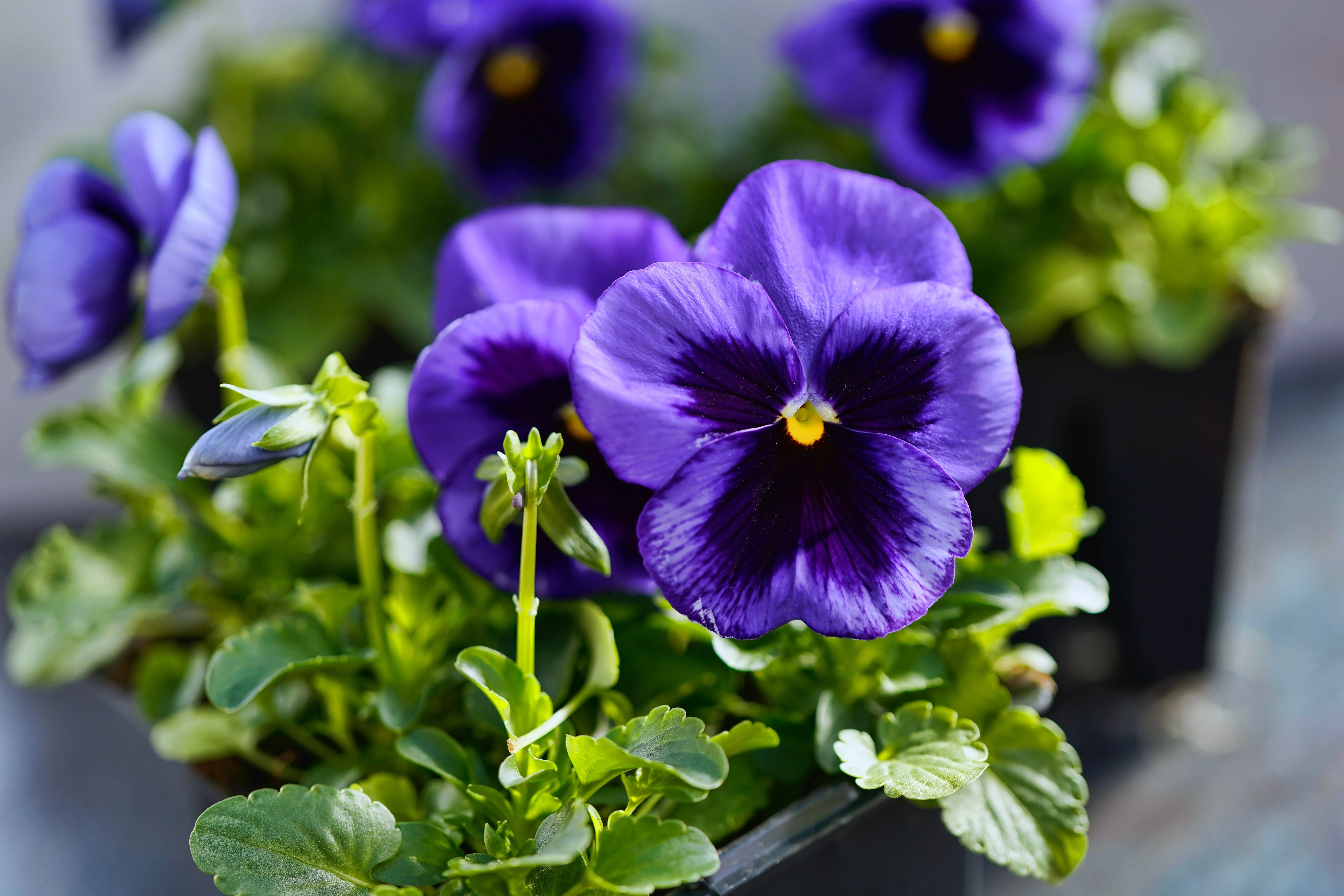 50 DEEP BLUE Blotch PANSY Swiss Giant Viola Wittrockiana Ullswater Flower Seeds - Image 5