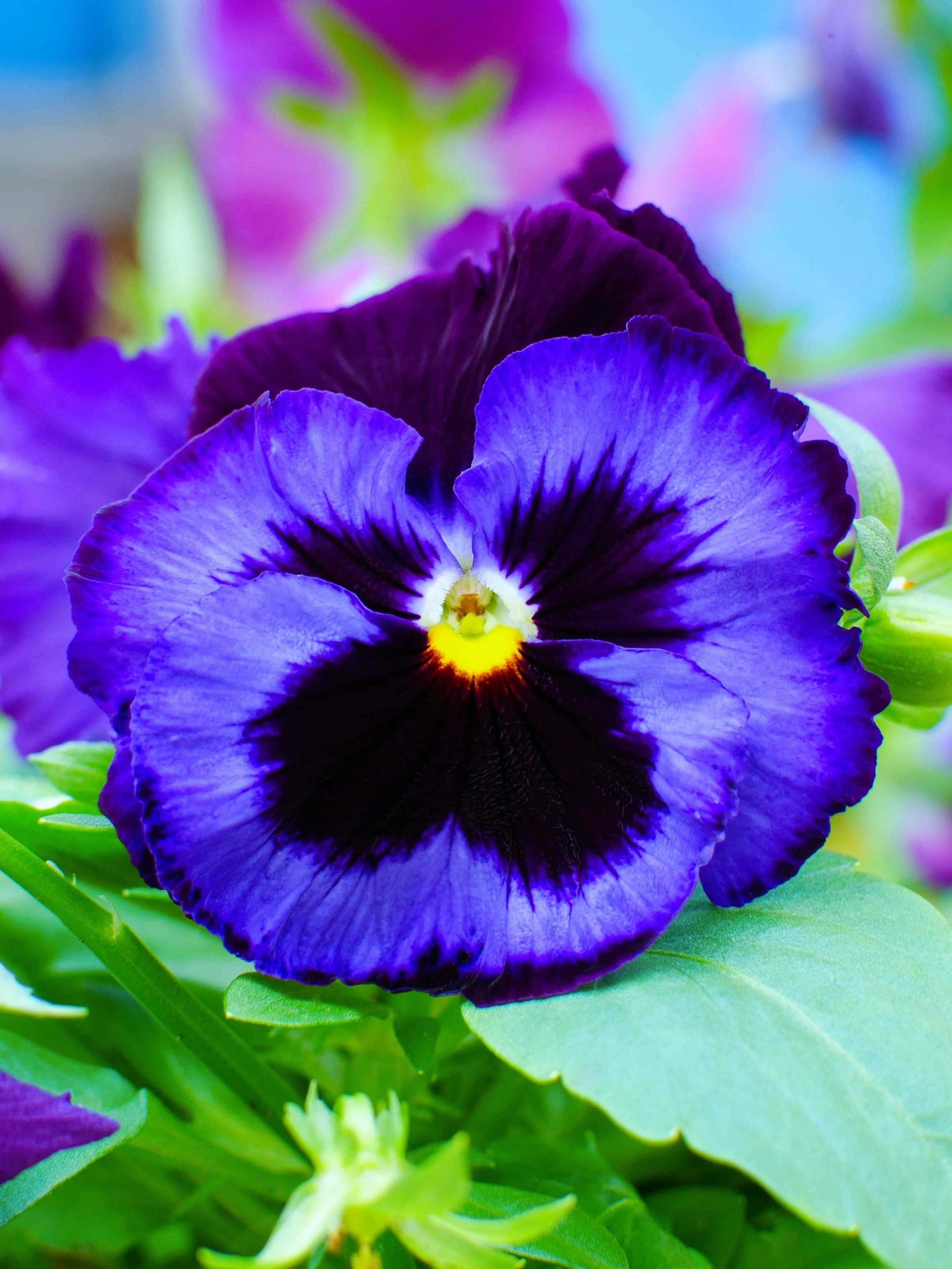 50 DEEP BLUE Blotch PANSY Swiss Giant Viola Wittrockiana Ullswater Flower Seeds - Image 7