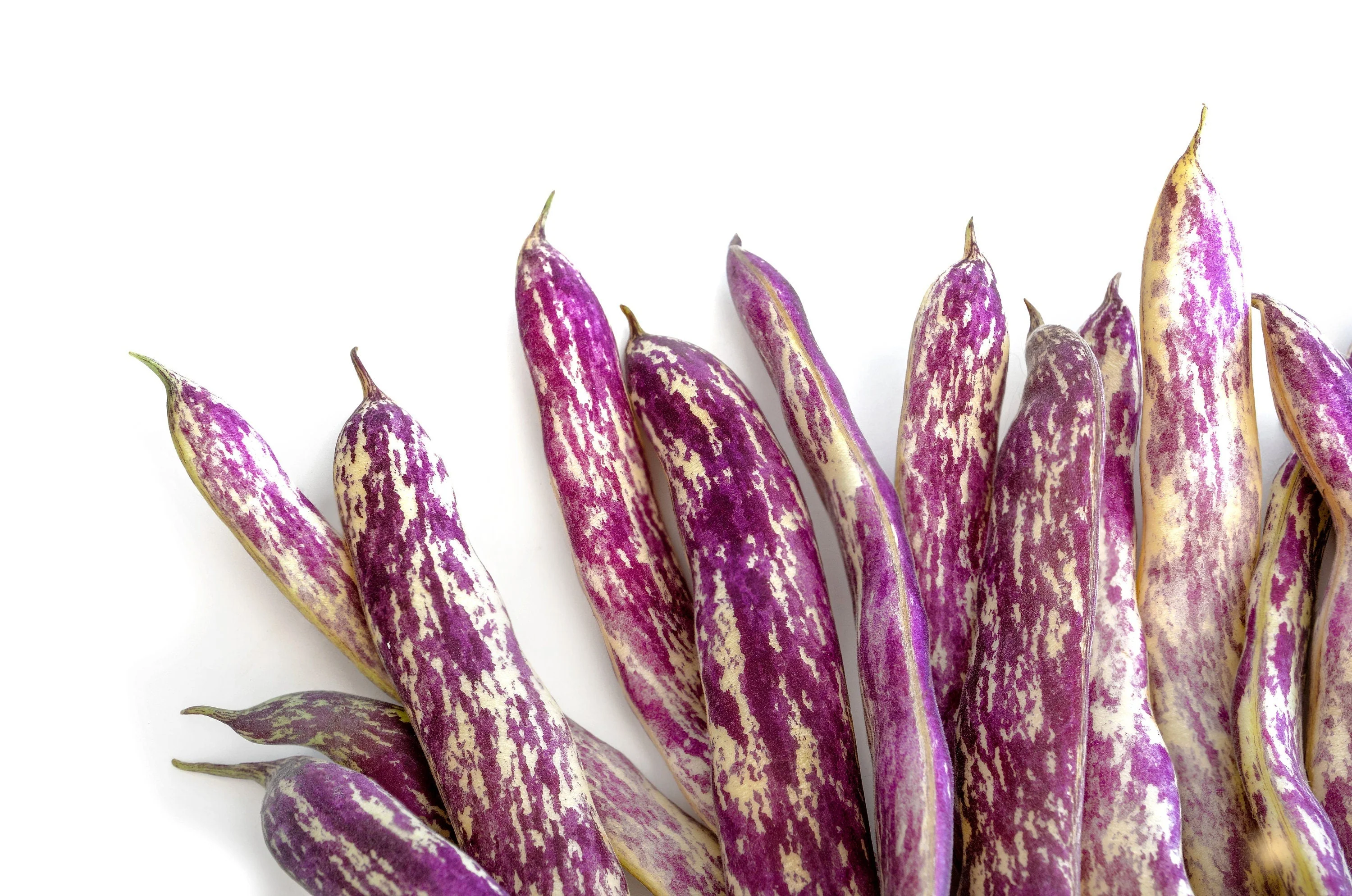 50 DRAGON TONGUE Wax BEAN Yellow & Purple Dragon's Tongue Phaseolus Vulgaris Legume Vegetable Seeds - Image 2