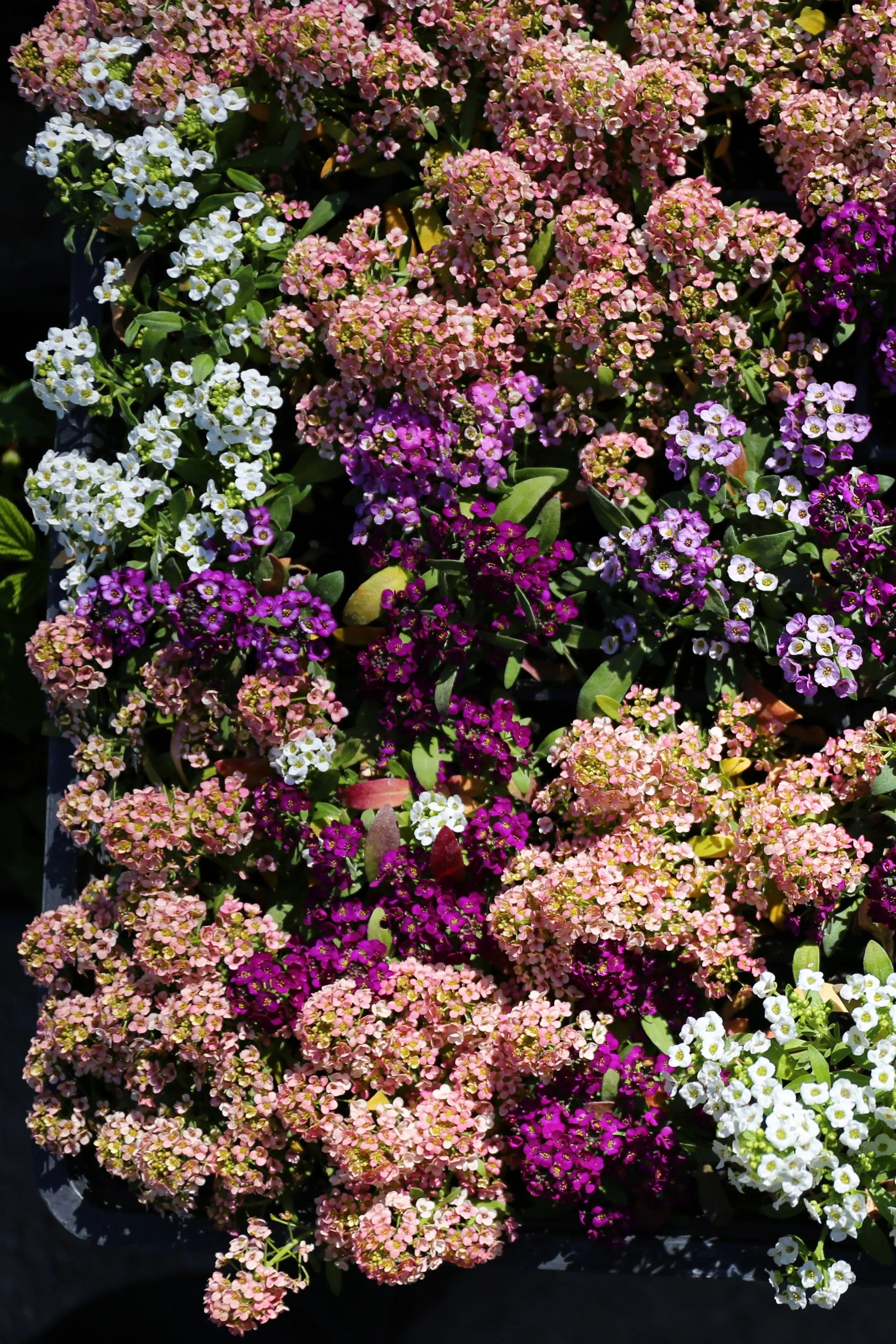 50 Easter Bonnet PEACH ALYSSUM Lobularia Maritima Hummingbird Flower Seeds - Image 6