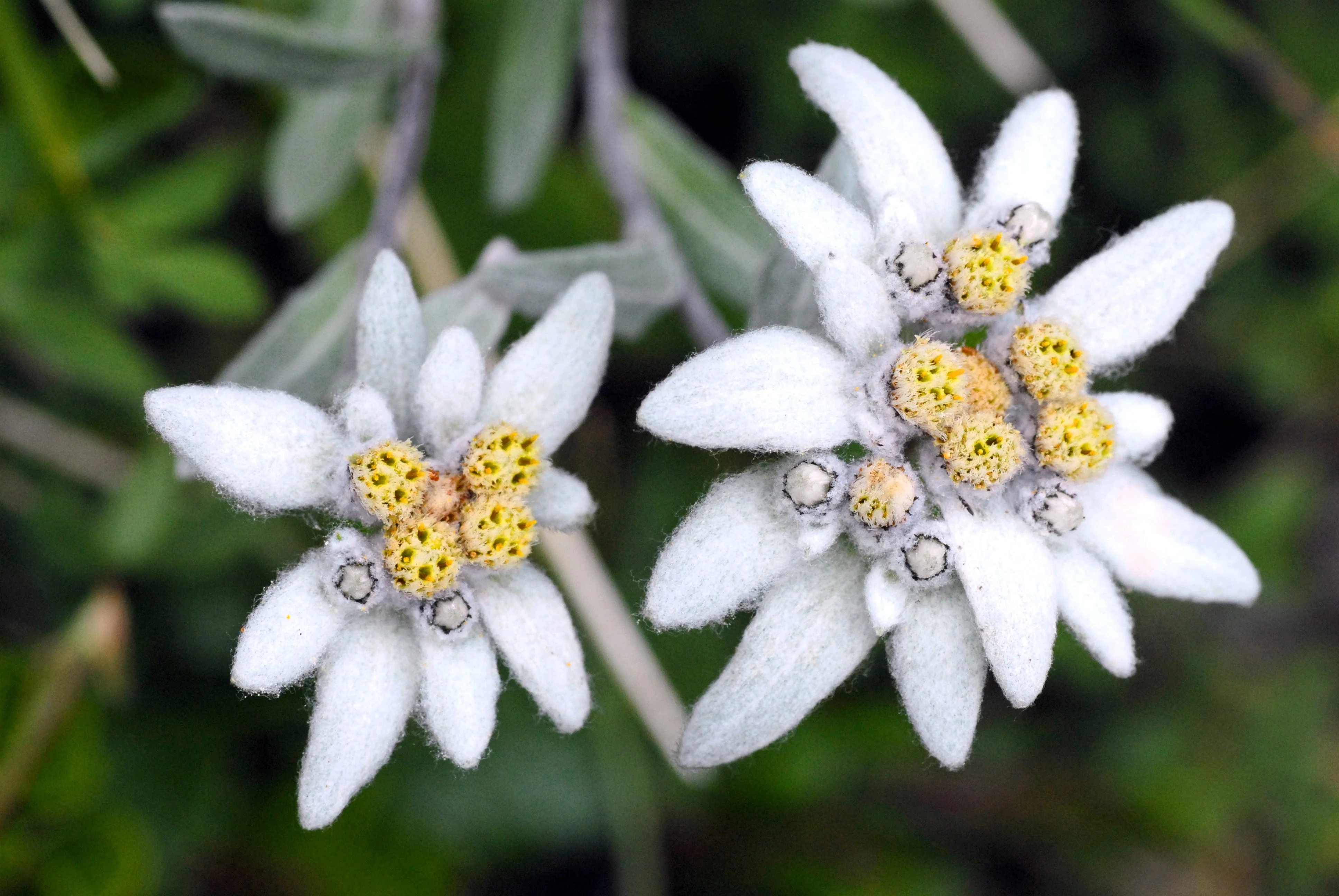 50 EDELWEISS Leontopodium Alpinum White Flower Seeds - Image 2