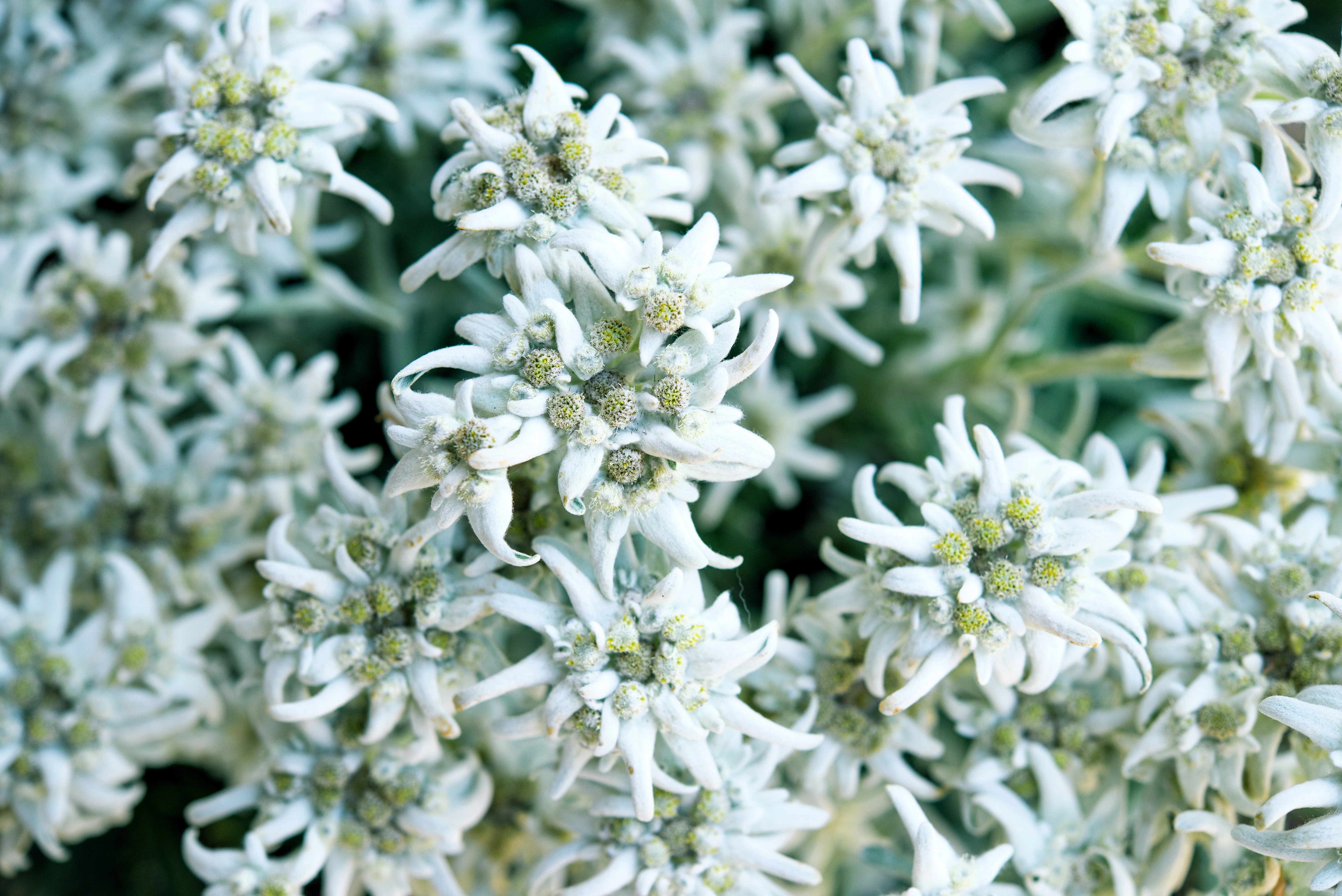50 EDELWEISS Leontopodium Alpinum White Flower Seeds - Image 5