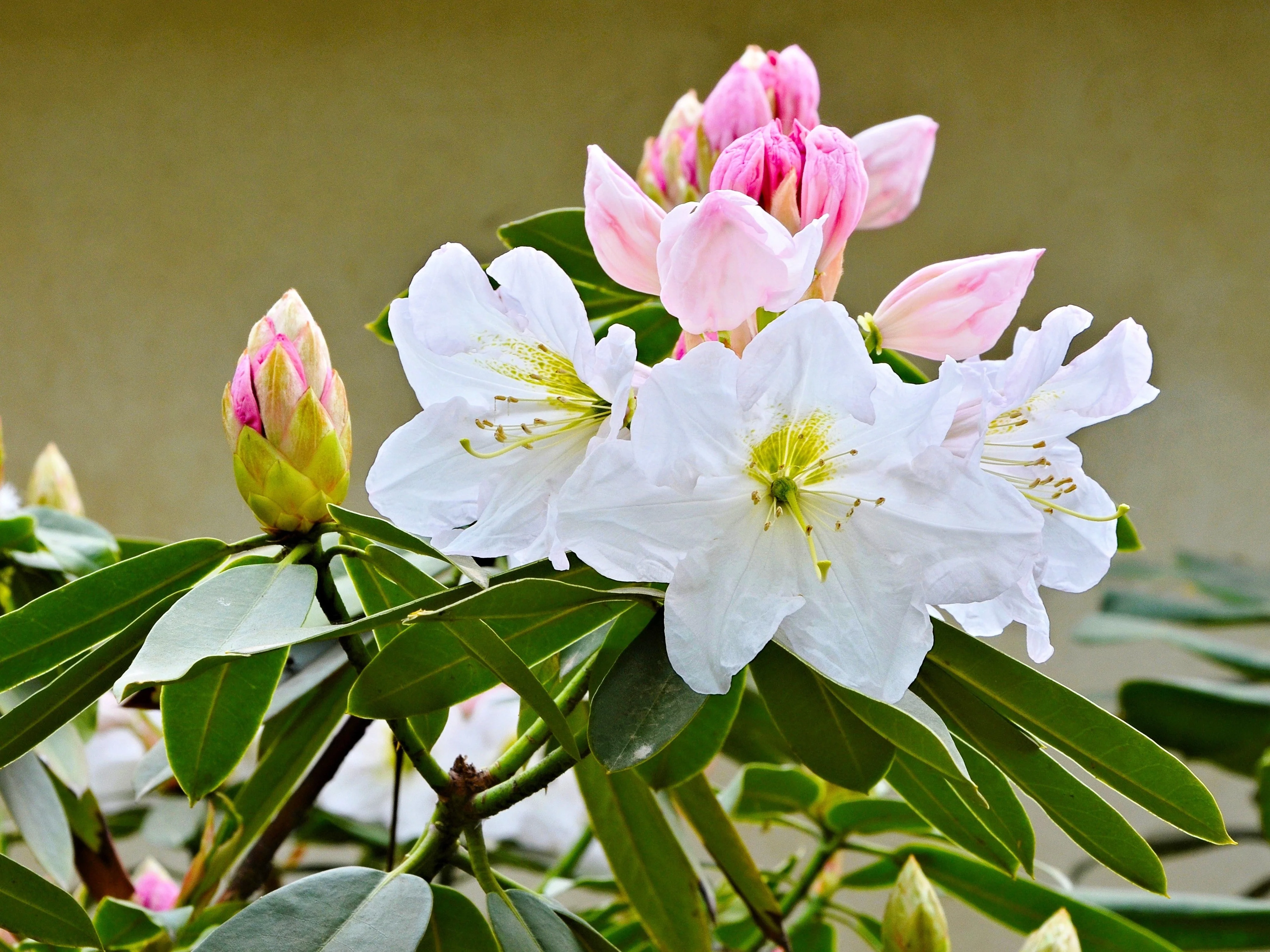 50 FORTUNE RHODODENDRON Fortunei Shrub Rose Pink Mauve White Flower Seeds - Image 2
