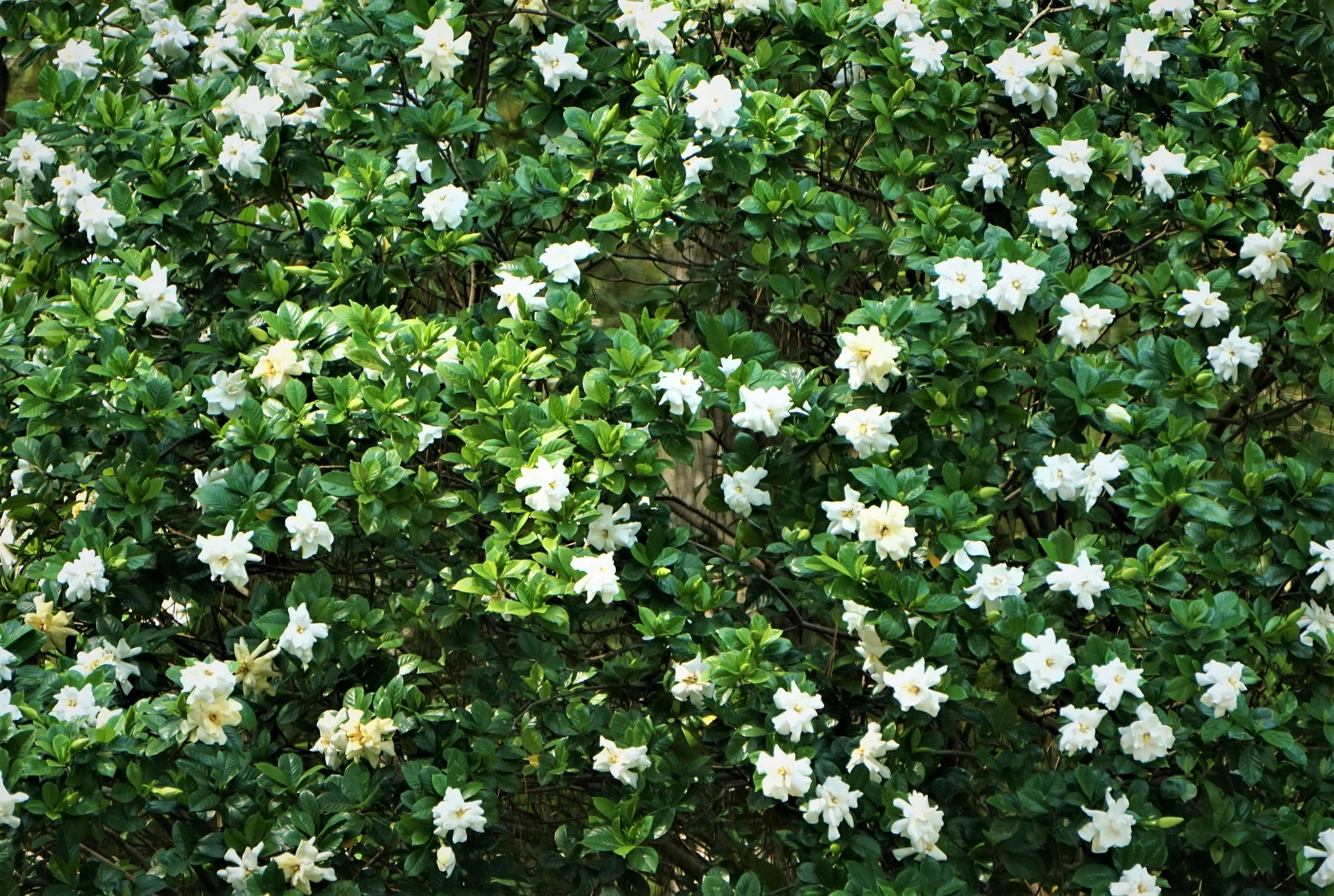 50 GARDENIA Jasminoides / CAPE JASMINE Fragrant White Shrub Houseplant Flower Seeds - Image 9