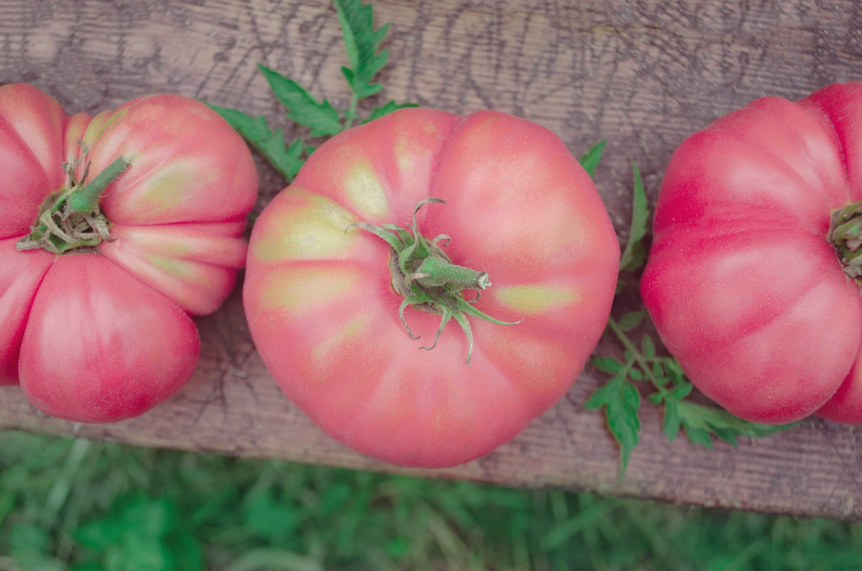 50 Giant BELGIAN PINK TOMATO Huge Pink Skin Lycopersicon Fruit Vegetable Seeds - Image 3